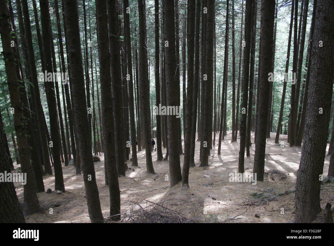 Deodar trees forest ; Cedrus deodara ; deodar cedar ; Himalayan cedar ; Nehru Kund ; Vashisht ; Bashisht ; Manali ; Himachal Pradesh ; India  ; Asia Stock Photo