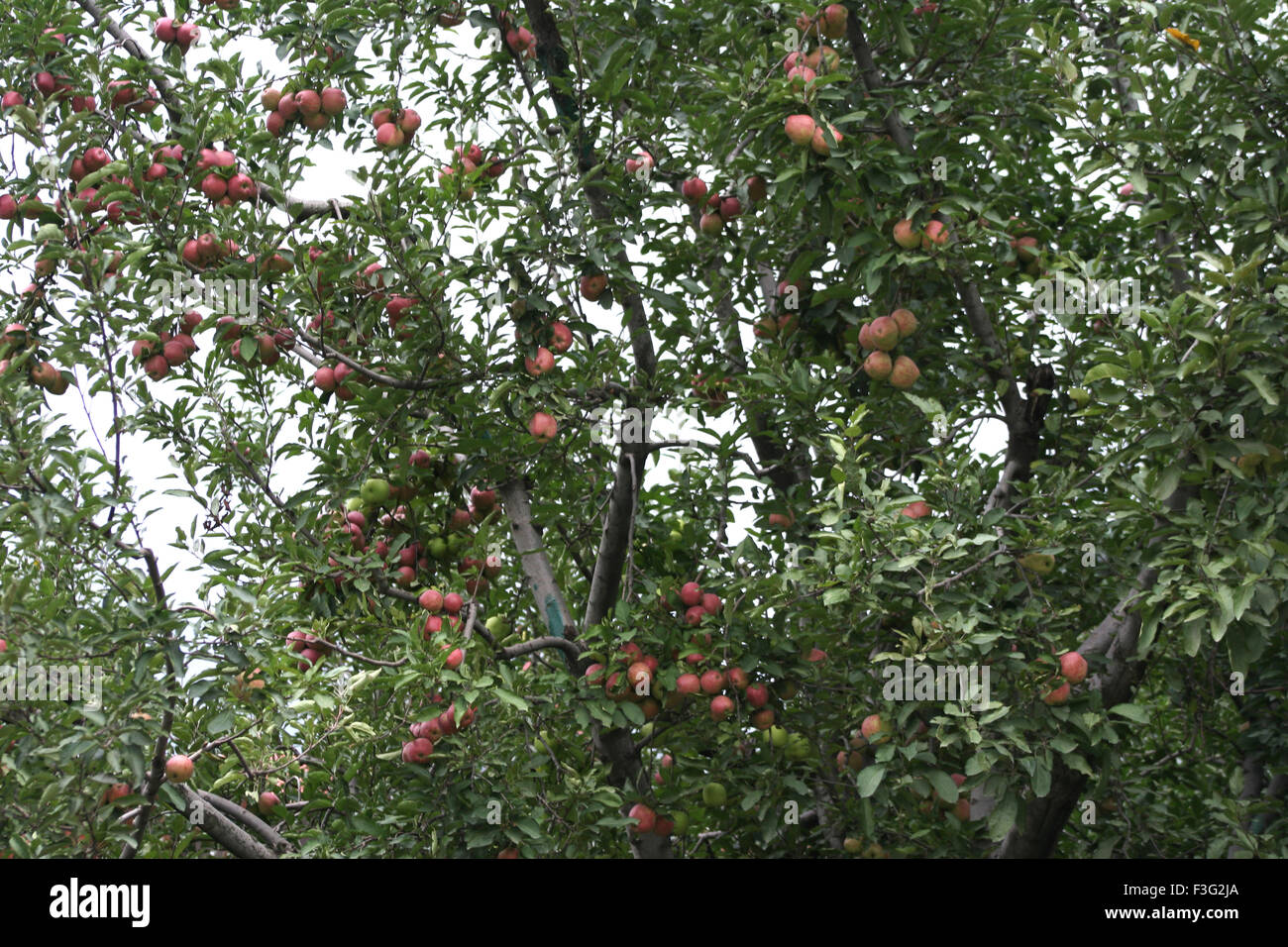 Apple tree ; Manali ; Himachal Pradesh ; India Stock Photo Alamy