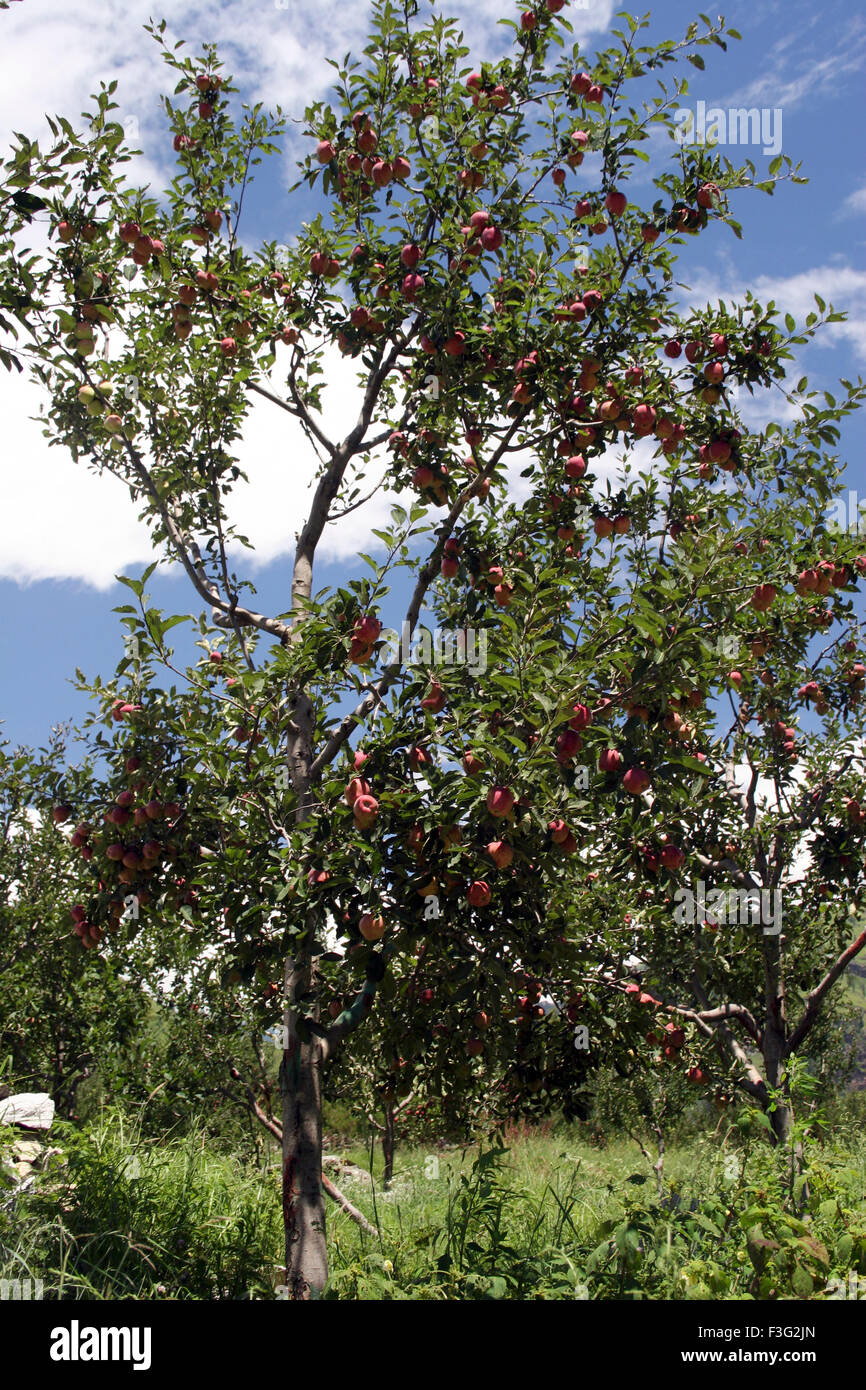 Apple tree ; Manali ; Himachal Pradesh ; India Stock Photo Alamy