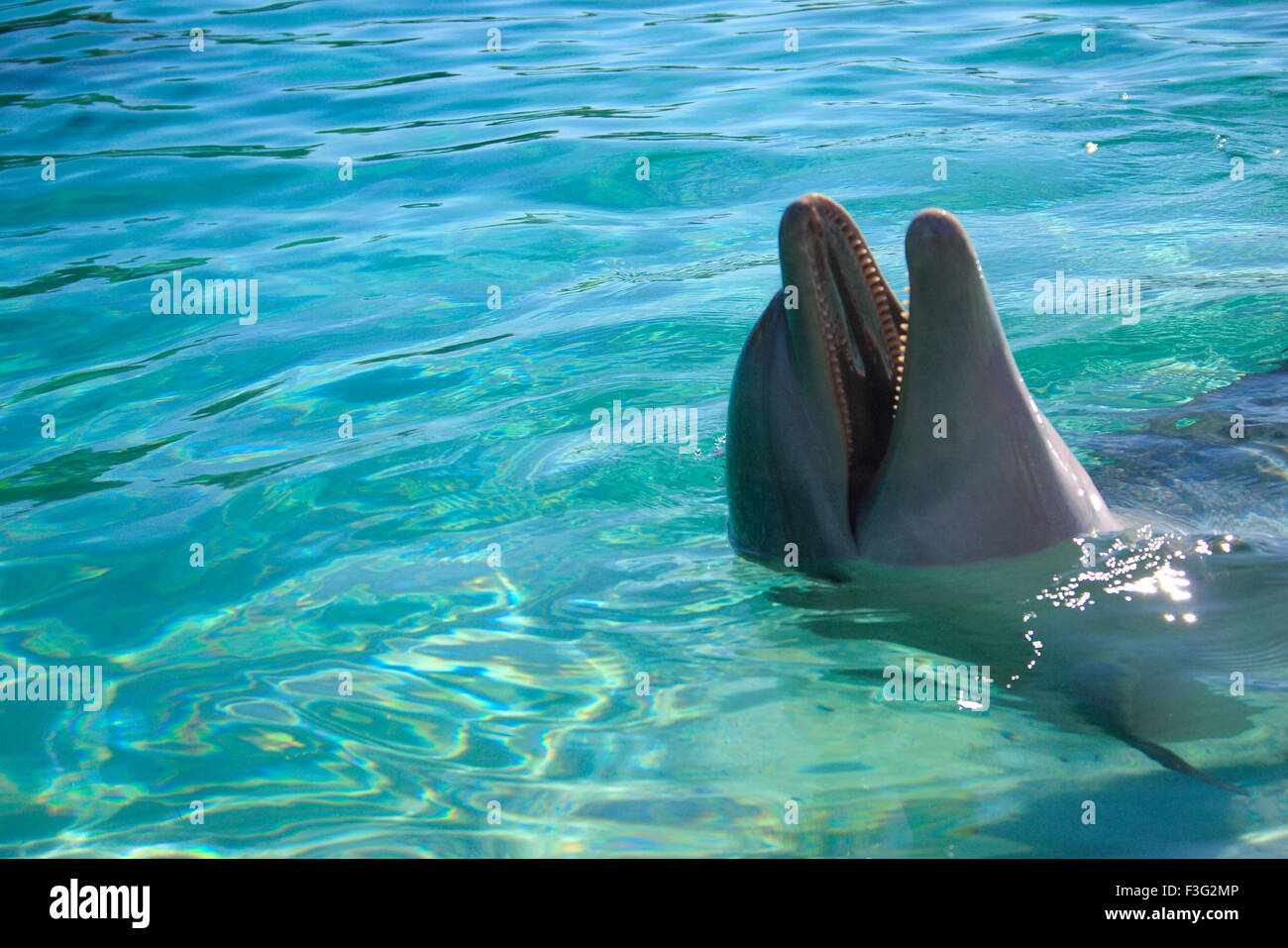 bottlenose dolphin Tursiops Truncatus Kingdom Animalia Phylum Chordata ; Class Mammalia ; Order Cetacea Delphinidae Stock Photo