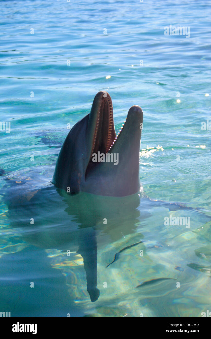 bottlenose dolphin Tursiops Truncatus Kingdom Animalia Phylum Chordata Class Mammalia ; Order Cetacea Delphinidae Stock Photo