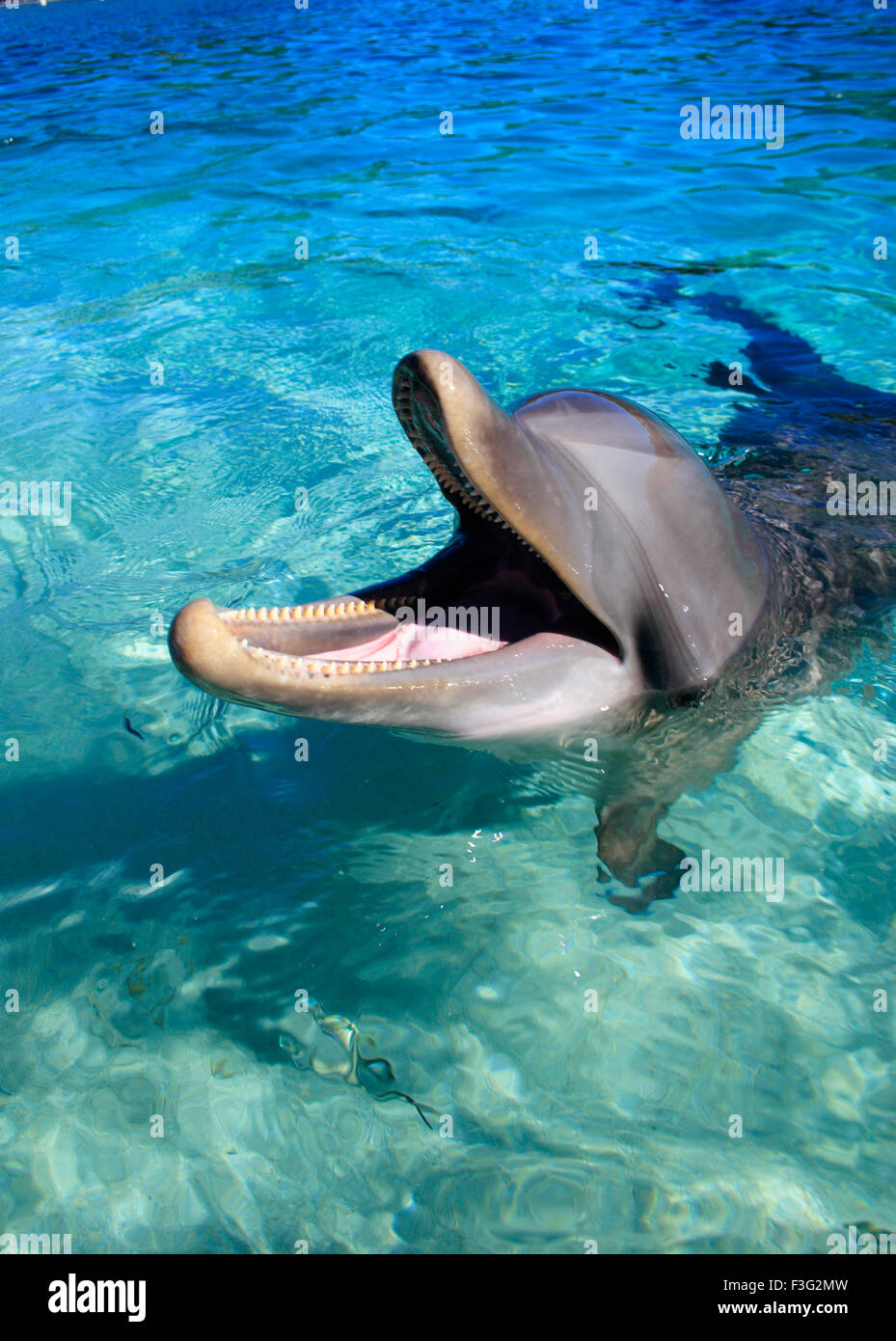 bottlenose dolphin Tursiops Truncatus Kingdom Animalia Phylum Chordata Class Mammalia Order Cetacea Delphinidae Stock Photo