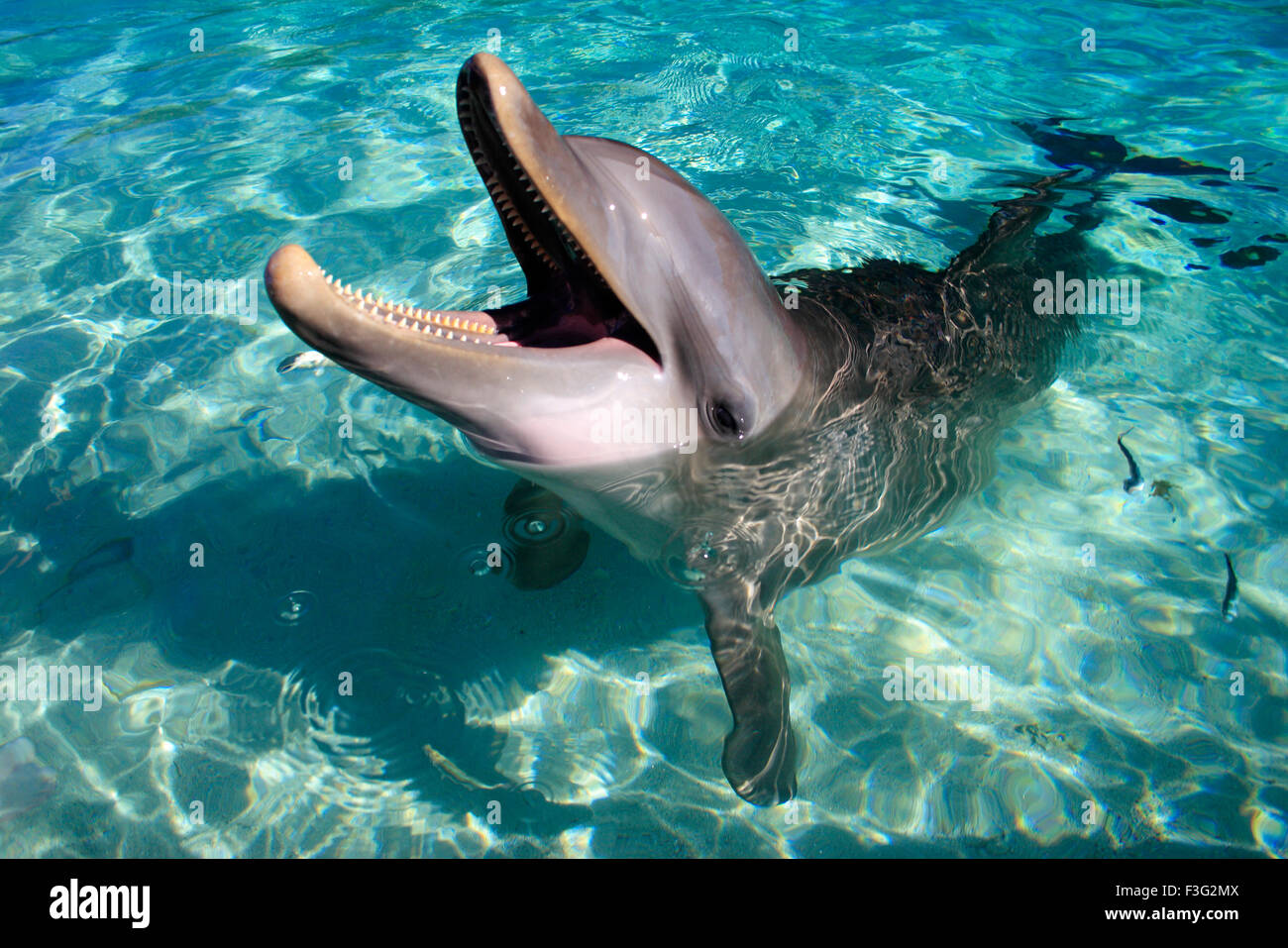 bottlenose dolphin Tursiops Truncatus Kingdom Animalia ; Phylum Chordata ; Class Mammalia ; Order Cetacea Delphinidae Stock Photo