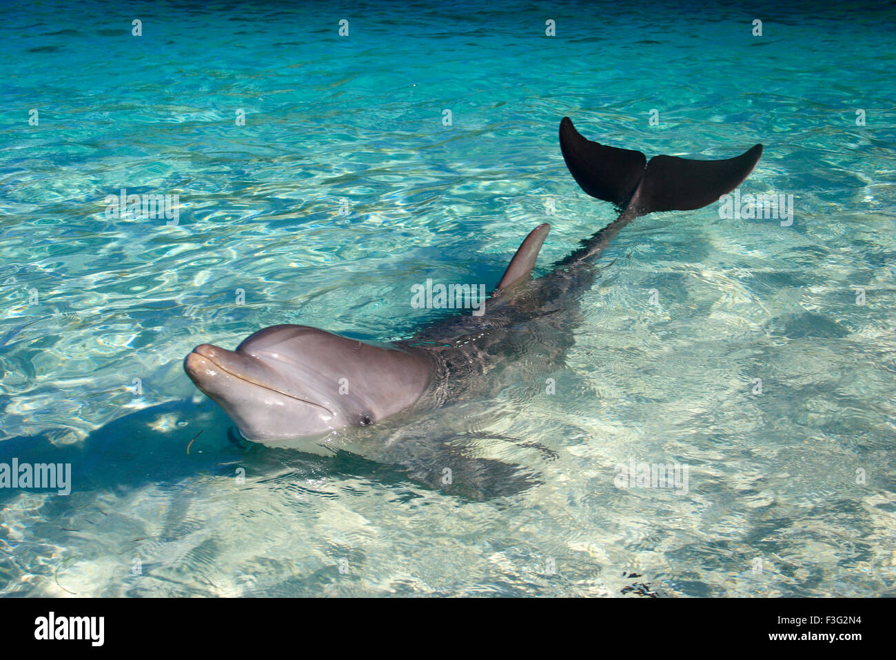 bottlenose dolphin Tursiops Truncatus Kingdom Animalia Phylum Chordata Class Mammalia Order Cetacea Delphinidae Stock Photo