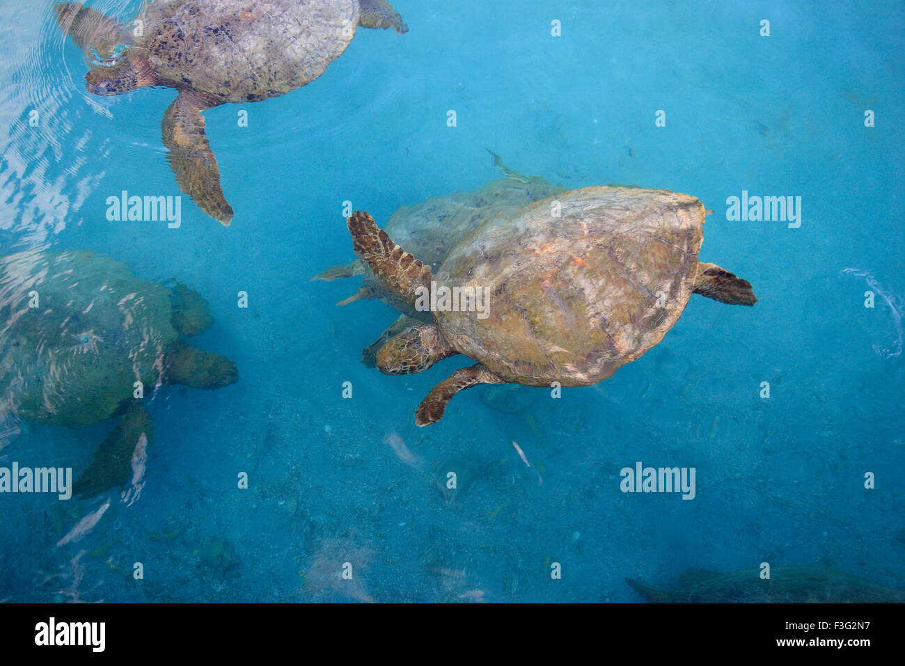 Turtles, Roatan Island, Ruatan, Rattan, Honduras, Caribbean, Central America Stock Photo