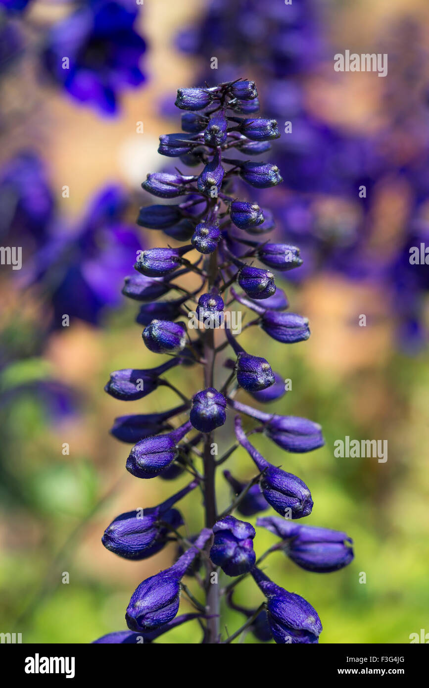 Deep blue buds of a Delphinium flower spike in a summer garden. Stock Photo