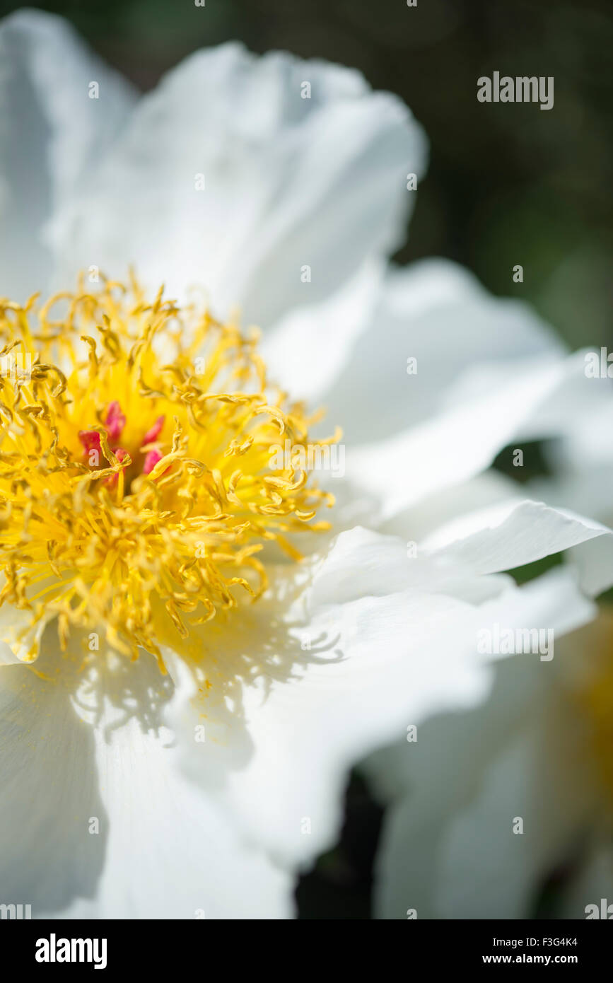 Pure white single Peony flower with mass of yellow stamens. Stock Photo