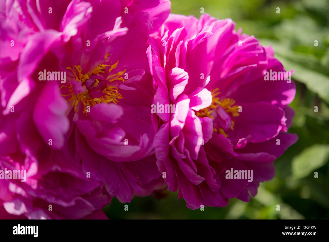 Deep pink, double Peony flowers in summer sunshine Stock Photo Alamy