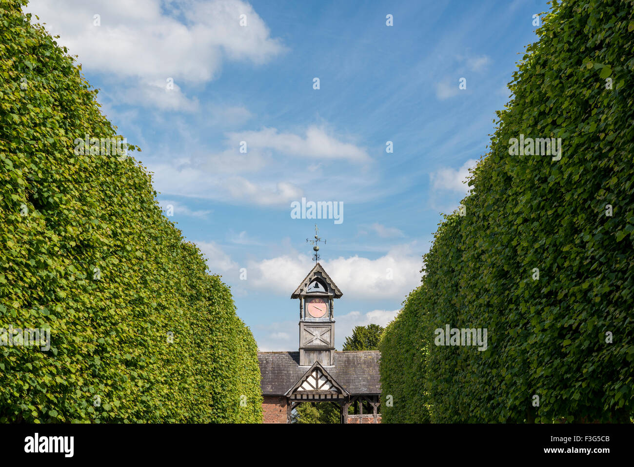 Pleached Lime avenue leading to a clock tower at Arley Hall gardens in Cheshire on a sunny summer day. Stock Photo