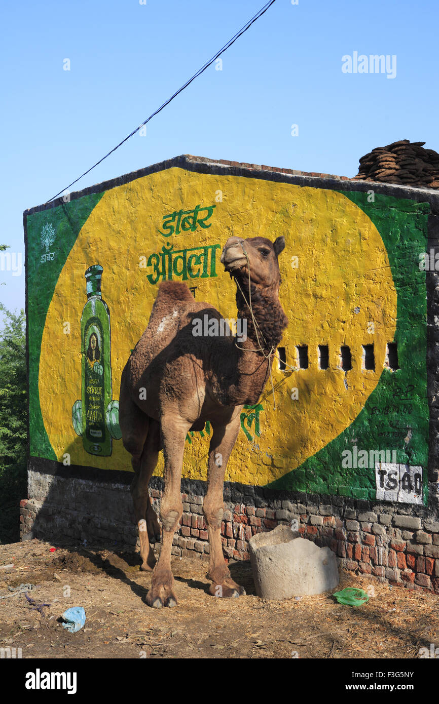 Camel standing near Dabur Amla Hair Oil hoarding painted on wall ; Agra ;  Uttar Pradesh ; India , Asia Stock Photo - Alamy