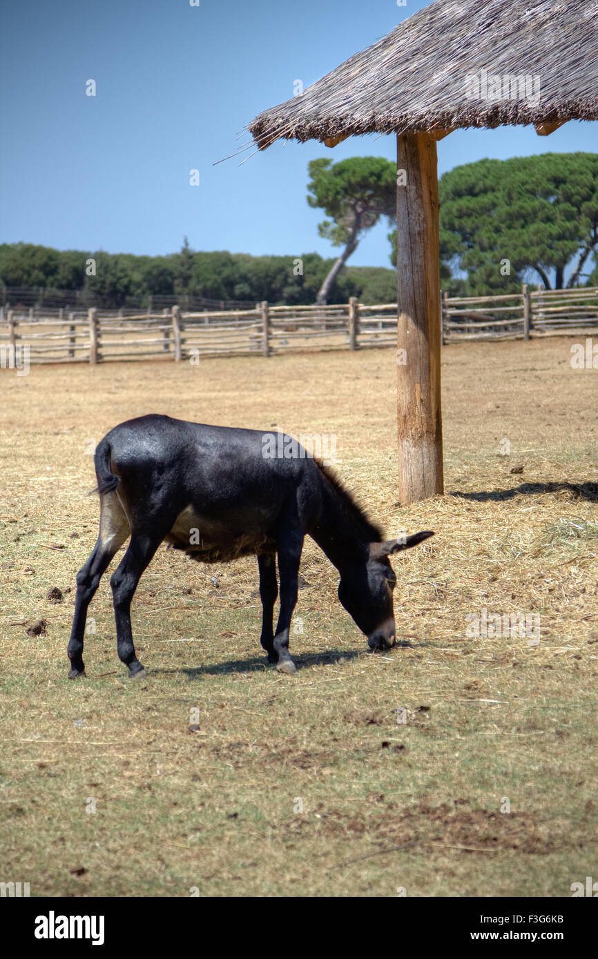 Donkey and colt hi-res stock photography and images - Alamy