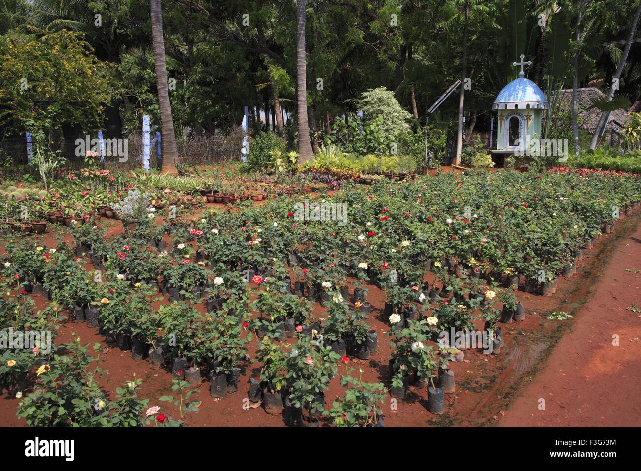 Plant nursery ; Kodaikanal ; hill station ; Dindigul district ; Tamil
