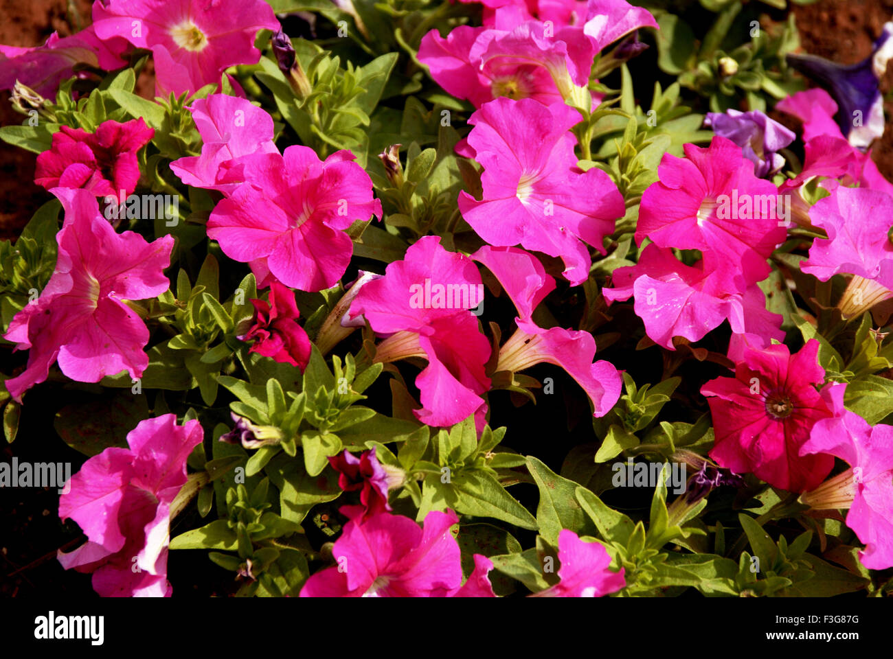 Petunia plain pink flowers at Mahabaleshwar ; Maharashtra ; India Stock ...
