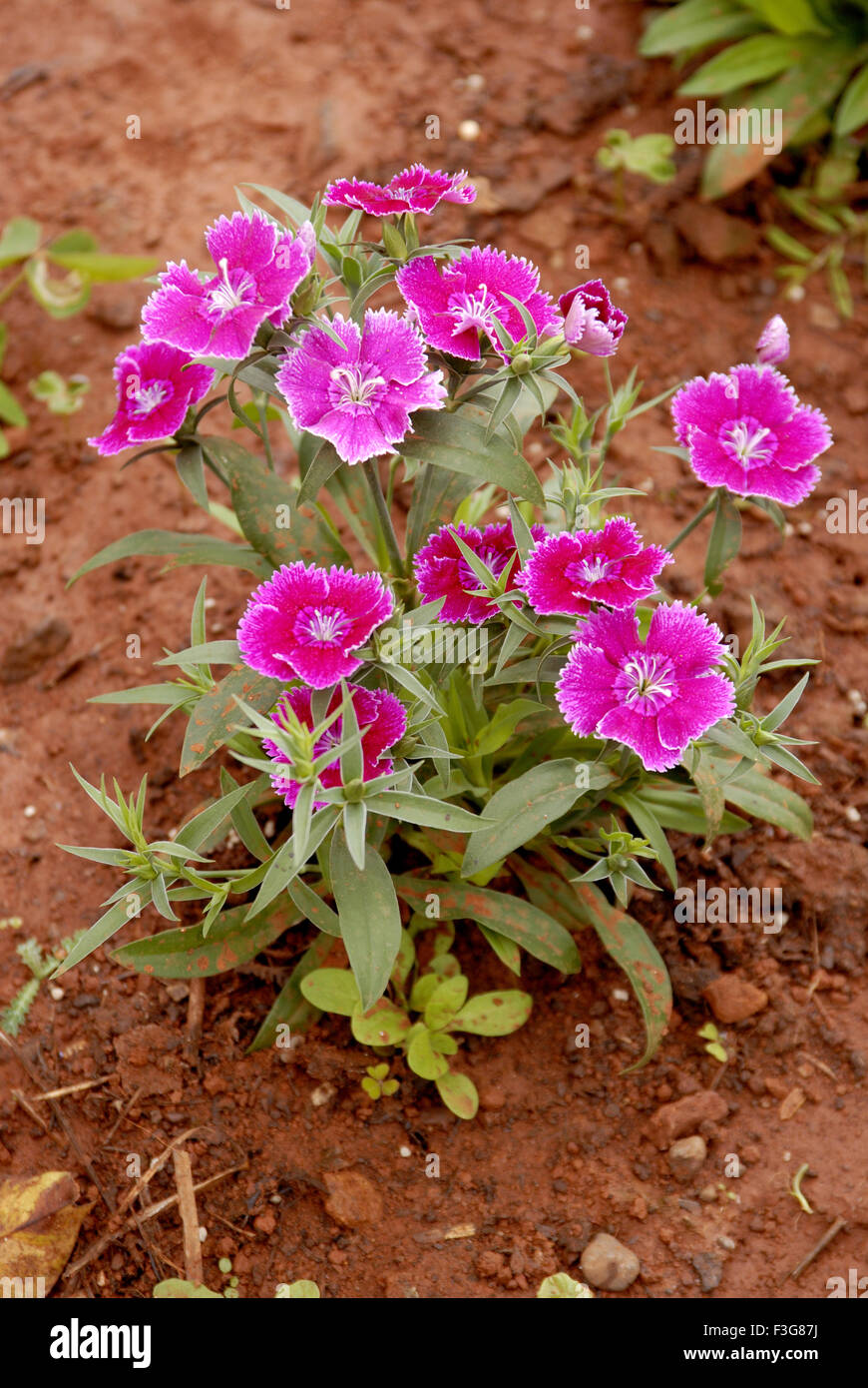Pink petunia decorative flowers at Mahabaleshwar ; Maharashtra ; India Stock Photo