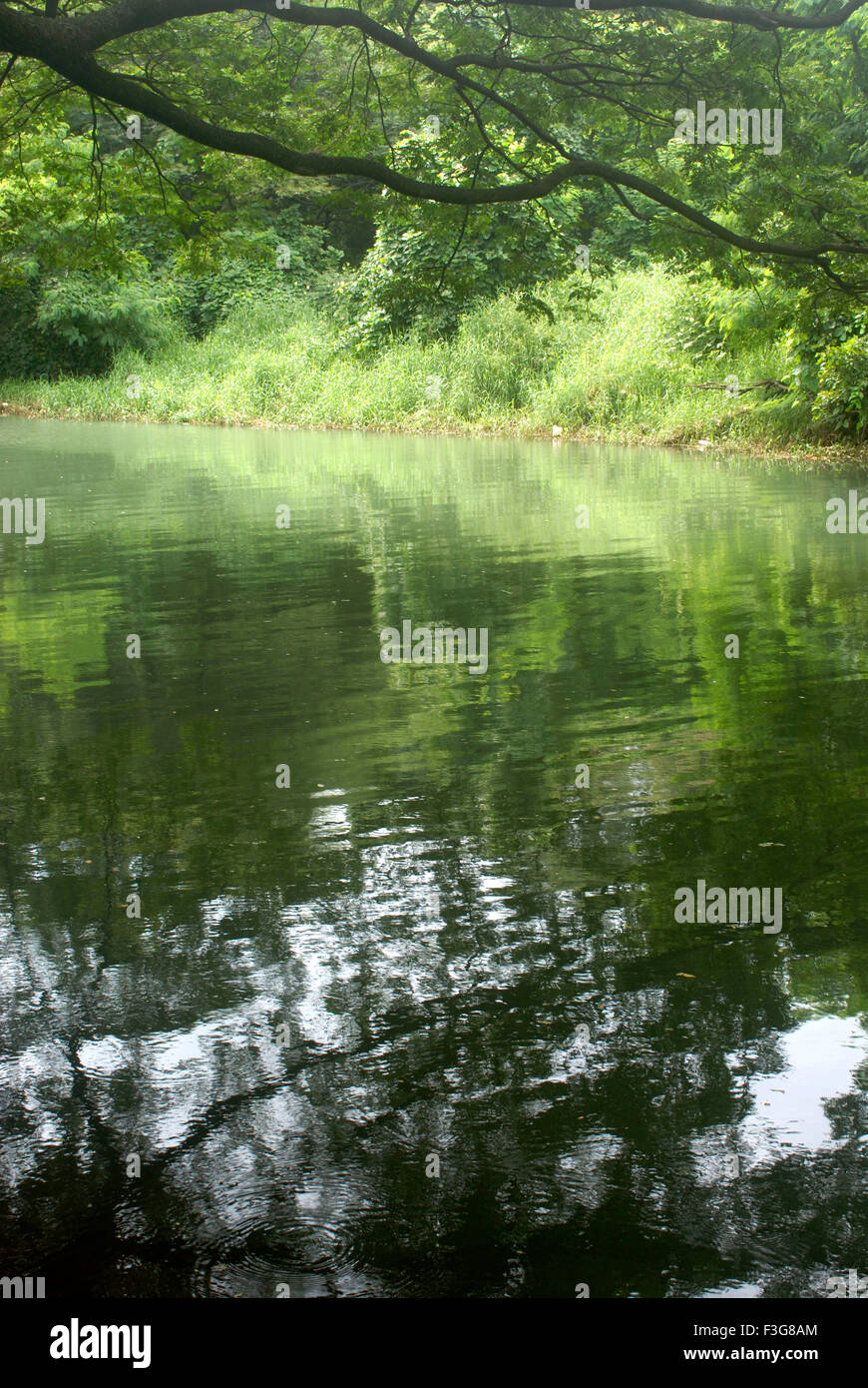 Lush green dense trees on banks of Dahisar river with reflection of