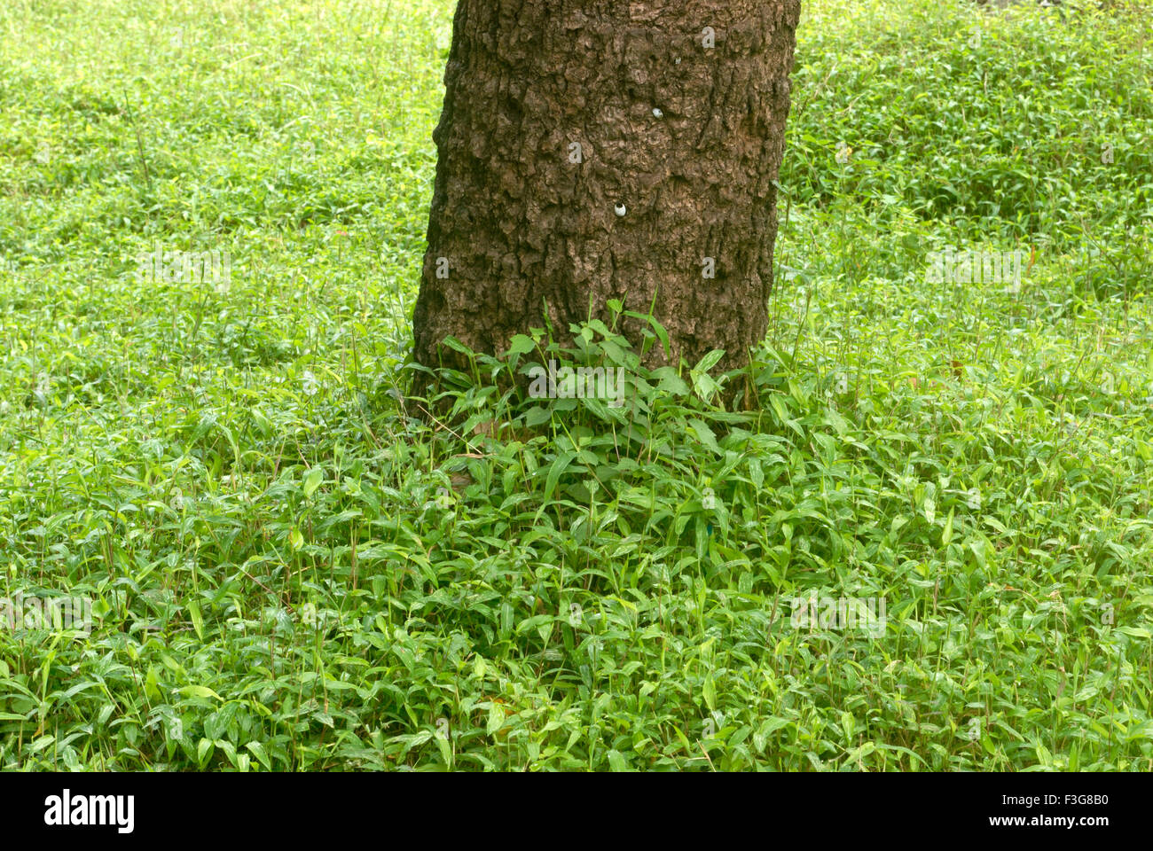 Bottom of trunk of very old trees surrounded by lush green grass at Sanjay Gandhi National Park ; Borivali Mumbai Stock Photo