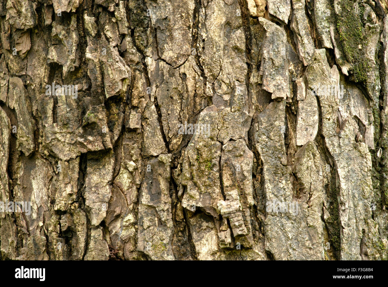 Natural surface tight close up of huge trunk of very old tree Stock Photo