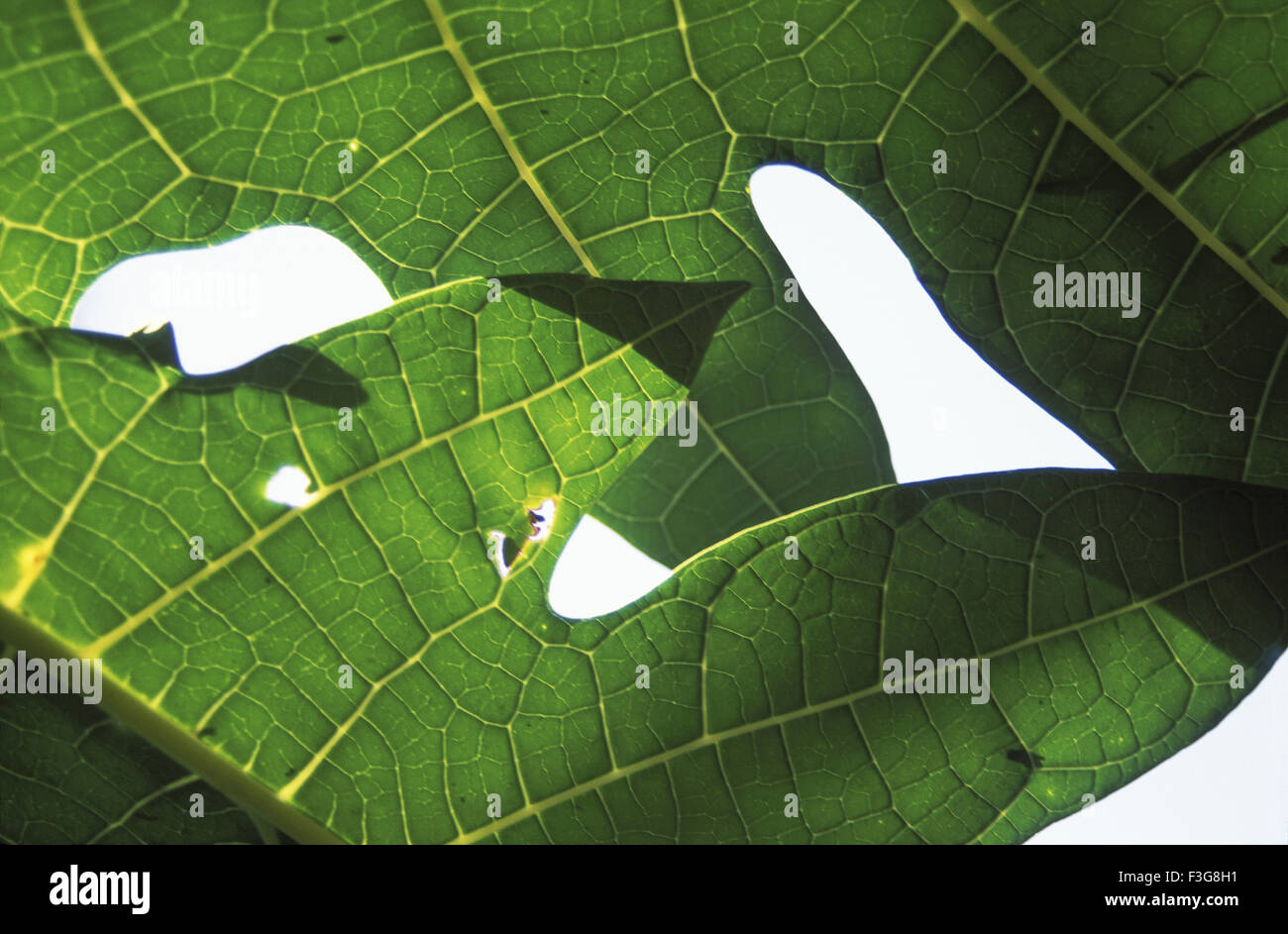 green leaf ; Fine Art Photography ; India ; Asia Stock Photo