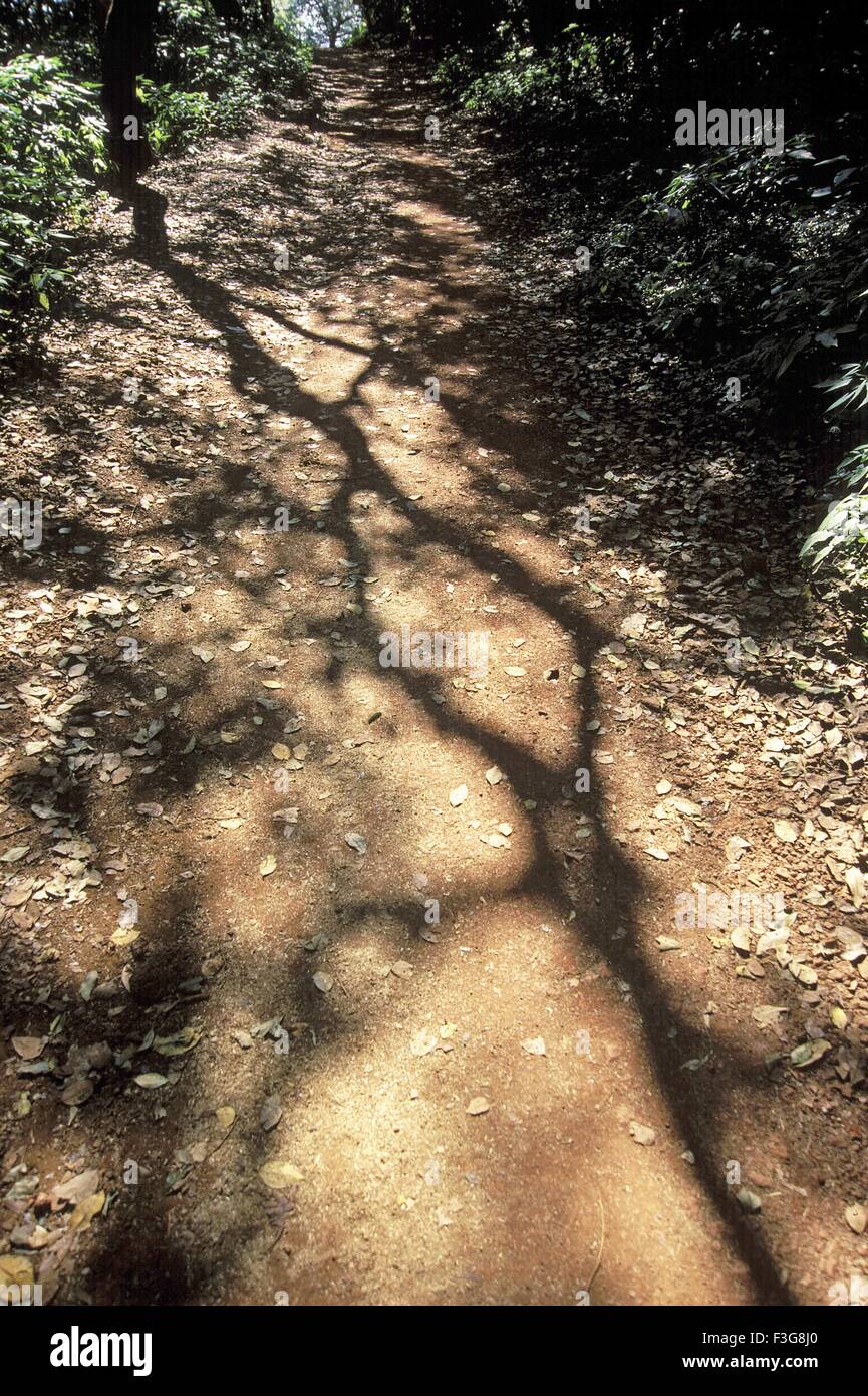 tree shadow ; pathway ; Fine Art Photography ; Matheran ; Maharashtra ; India ; Asia Stock Photo