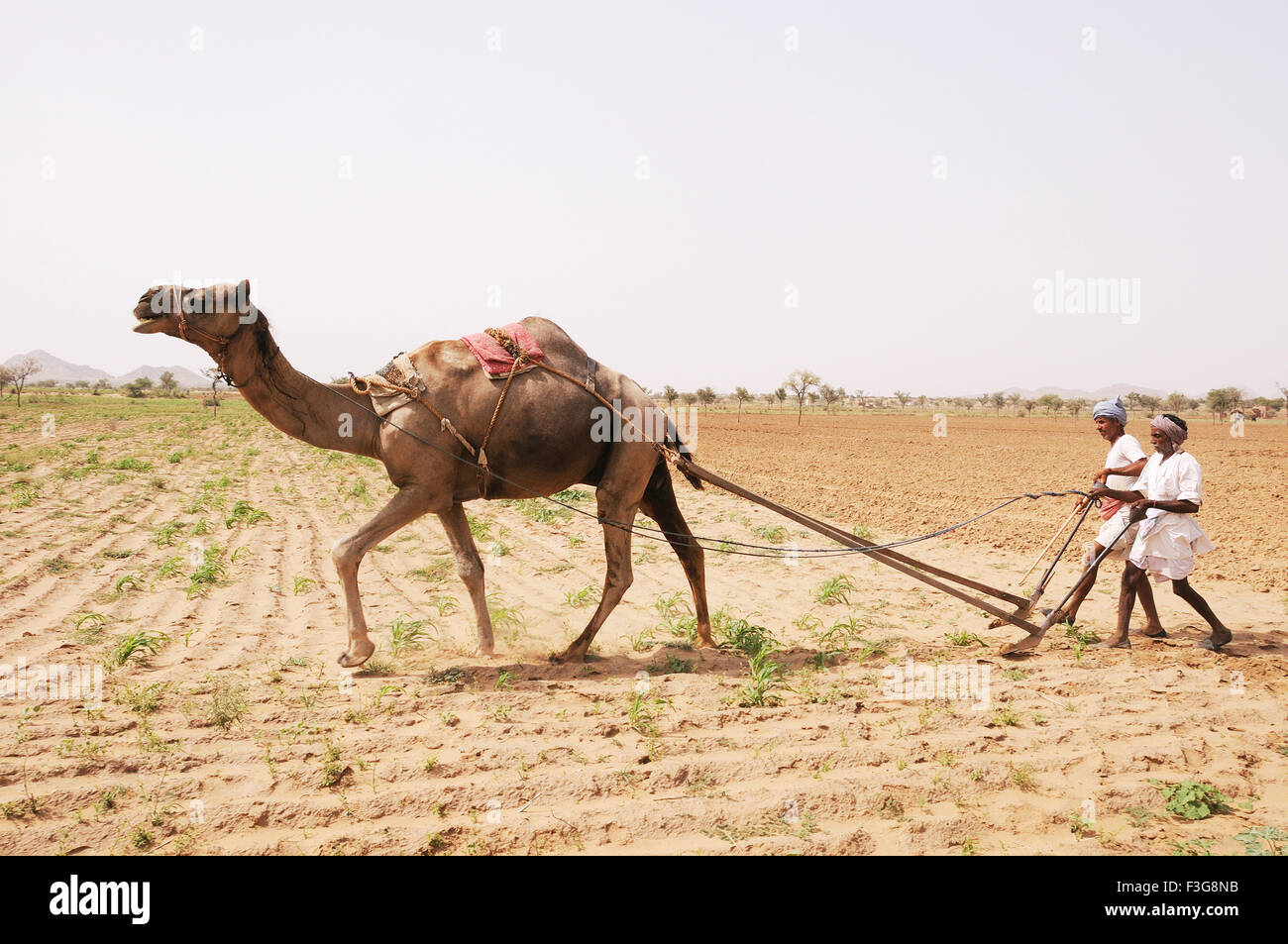 Farmers ploughing field with camel ; Sujangarh ; Rajasthan ; India