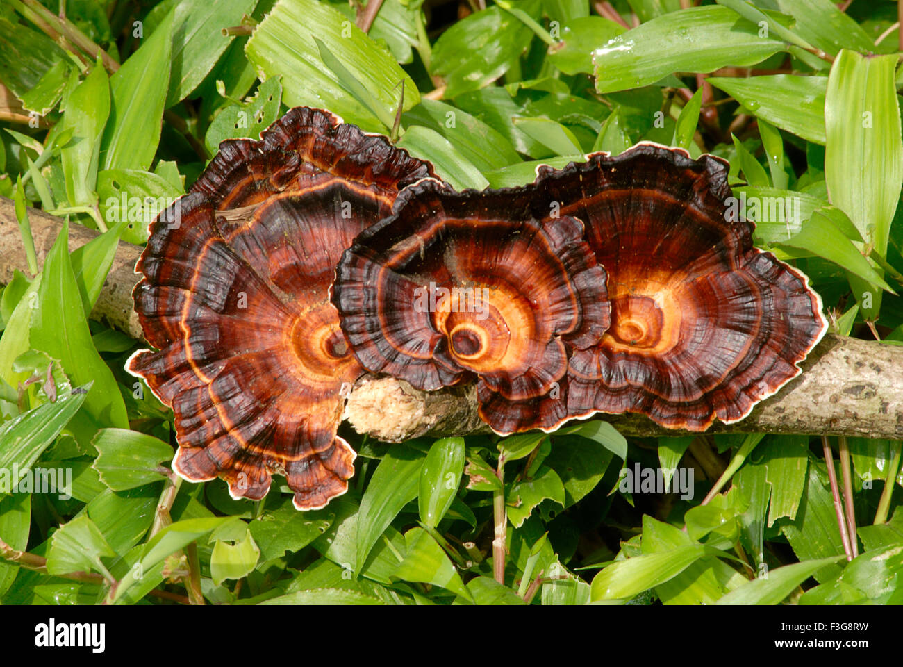 Mushroom (parasites) growing on dead tree trunk and lush Green grass at Sanjay Gandhi National Park ; Borivali Mumbai Stock Photo