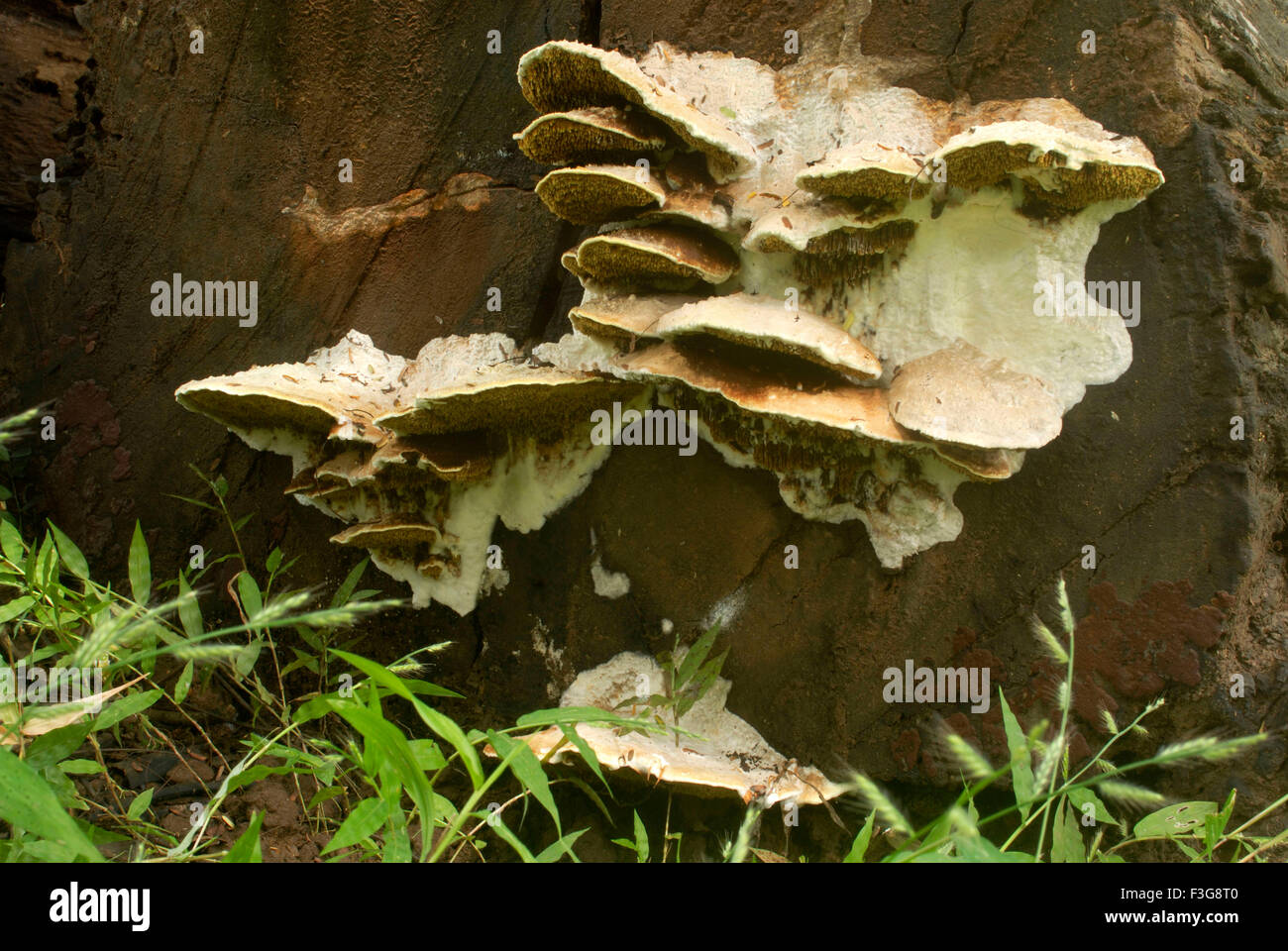 Mushroom (parasites) ; Fungi growing on dead tree trunk at Sanjay Gandhi National Park