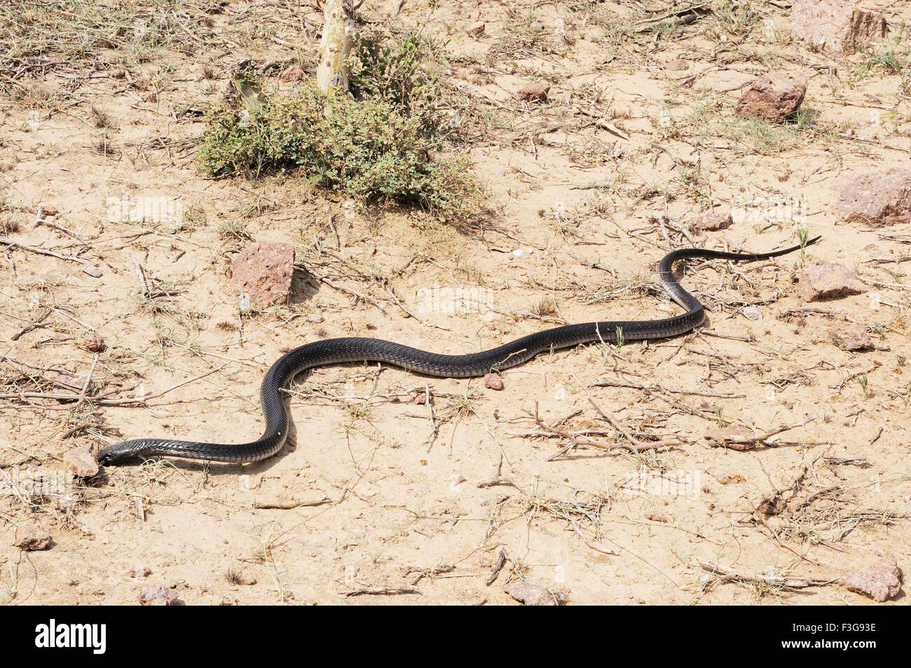 Reptiles ; black cobra running ; Jodhpur ; Rajasthan ; India Stock Photo