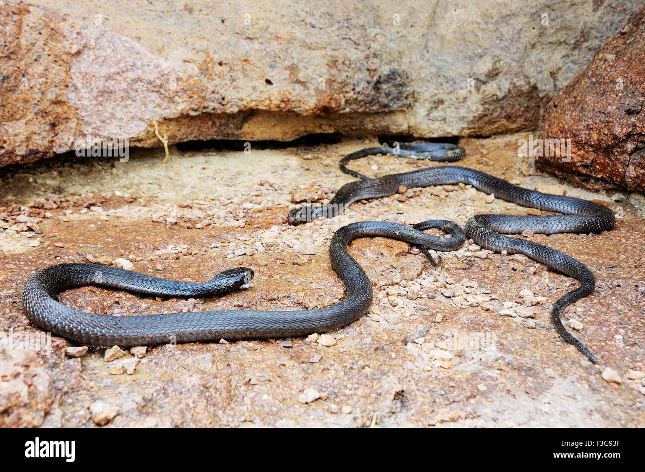 Reptiles ; black cobras running ; Jodhpur ; Rajasthan ; India Stock Photo