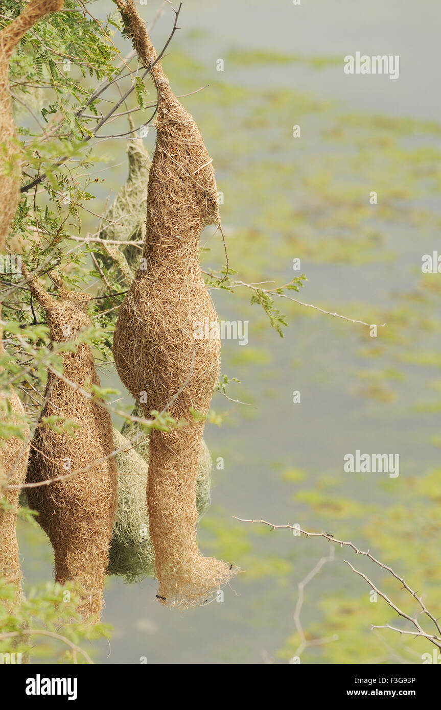 Baya weaver bird nests hanging ; Jodhpur ; Rajasthan ; India Stock Photo