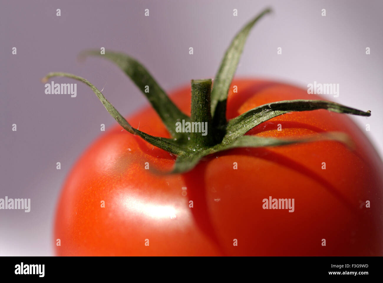 Tomato on white background ; London ; U.K. United Kingdom England Stock Photo