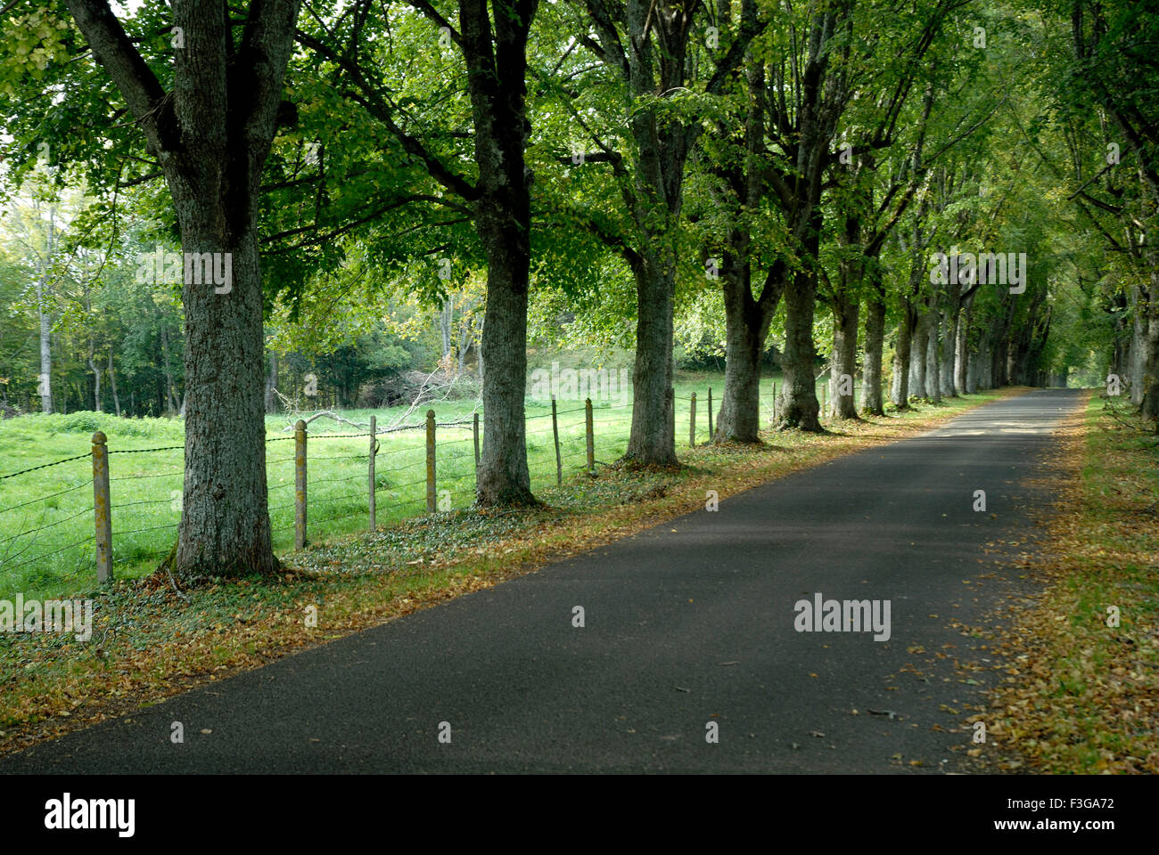 tree lined avenue ; tree lined road ; tree lined street ; France