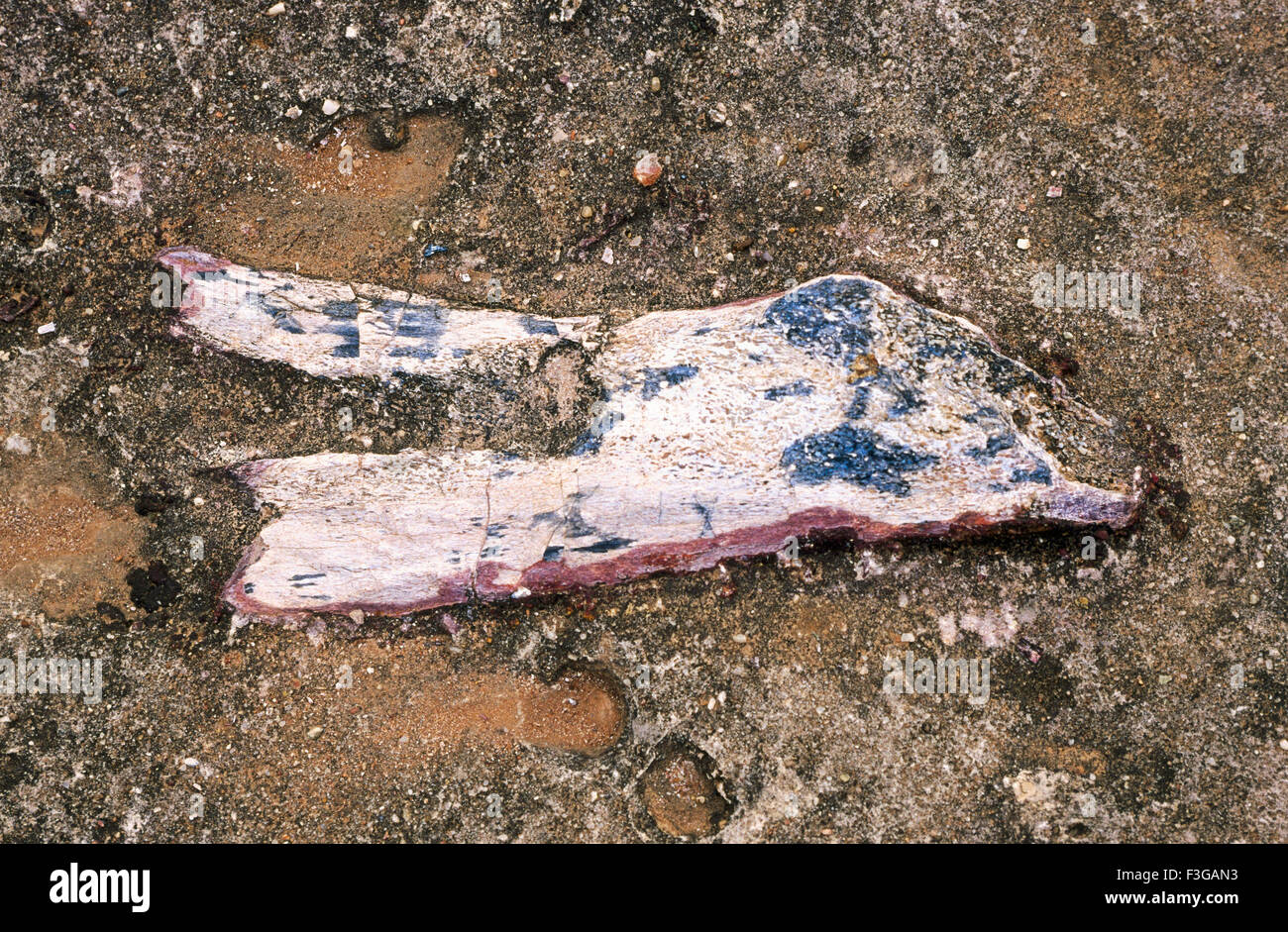 Dinosaur fossil Balasinor Gujarat India Stock Photo