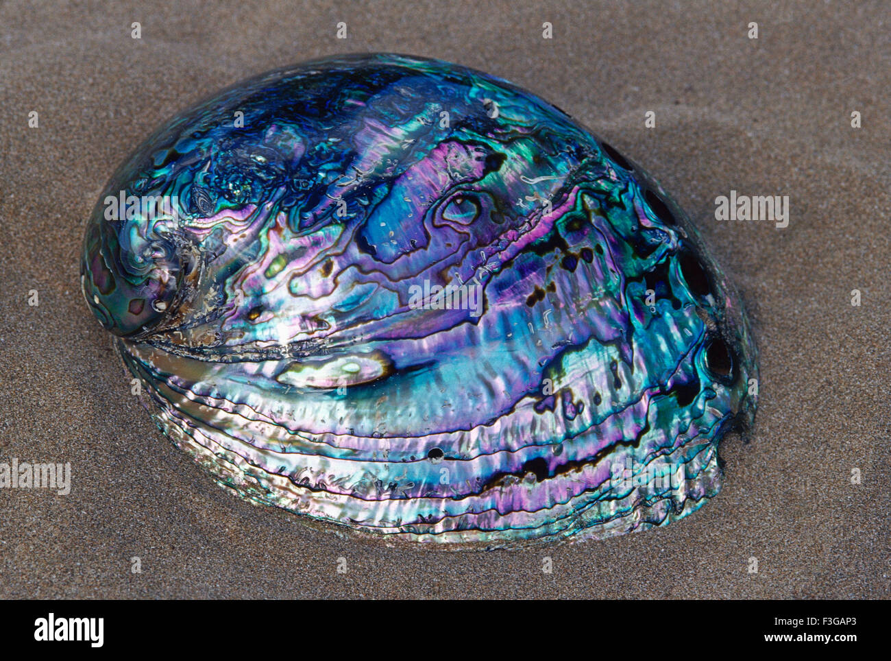 Paua shells hi-res stock photography and images - Alamy