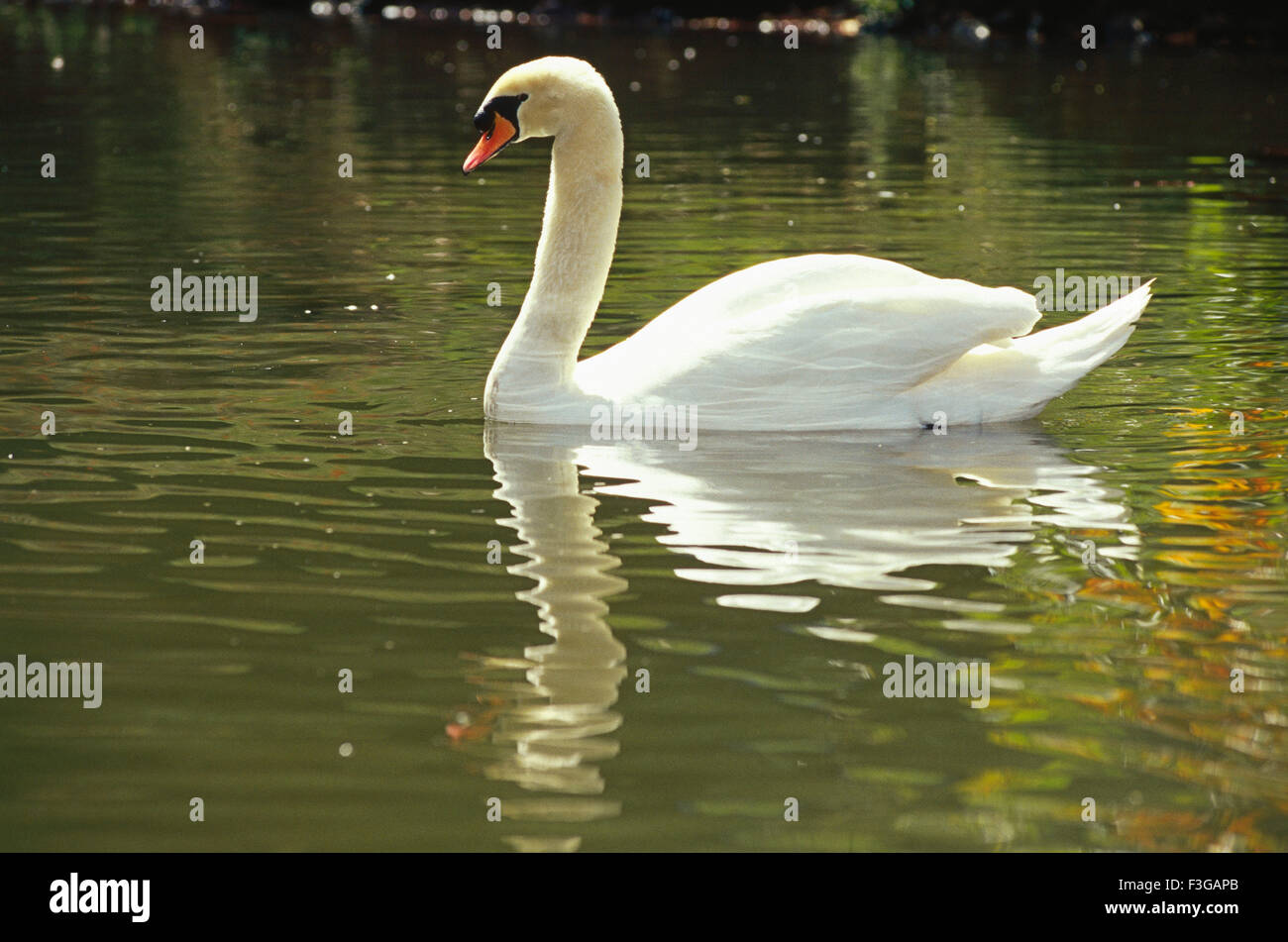 Birds ; Swan floating on water ; Caseca Bird Park ; Mauritius Stock Photo