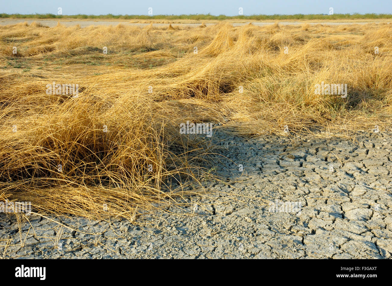Hay ; dry grass ; dried grass ; Kharaghoda ; Surendranagar ; Gujarat ; India ; Asia ; Asian ; Indian Stock Photo