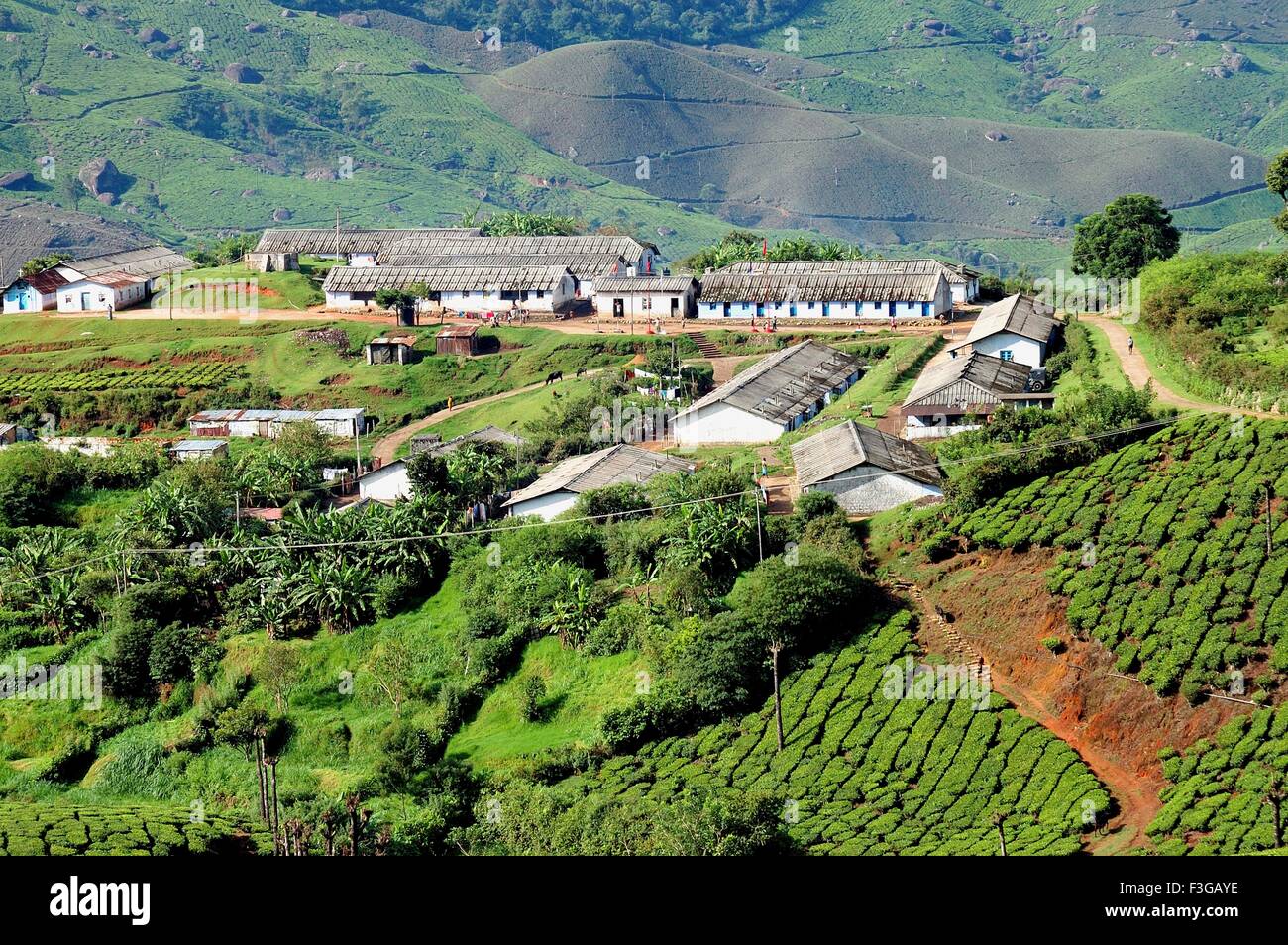 Tea gardens workers houses at Munnar ; Kerala ; India Stock Photo Alamy