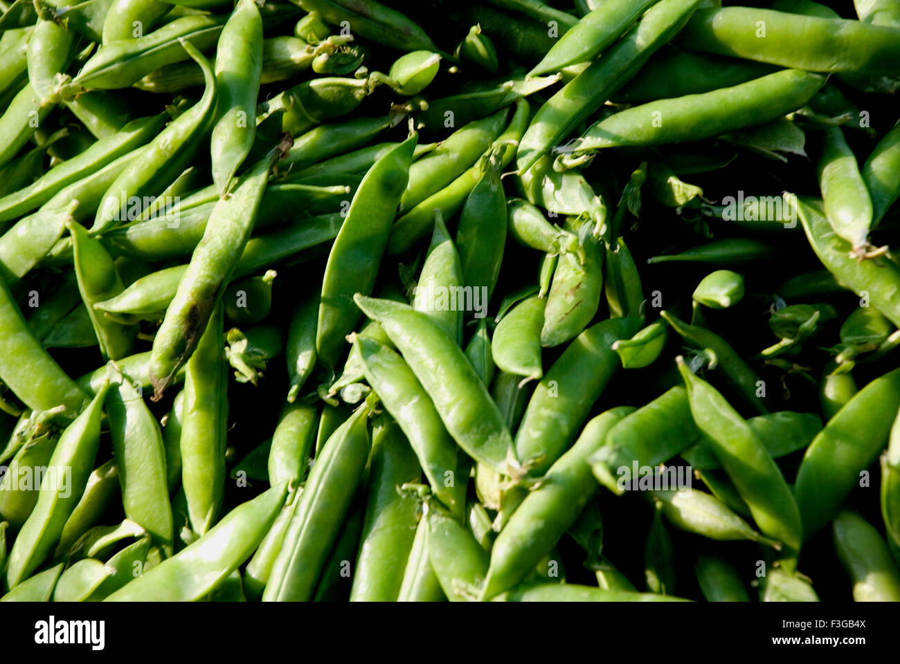 Green peas ; Udaipur ; Rajasthan ; India ; Asia Stock Photo