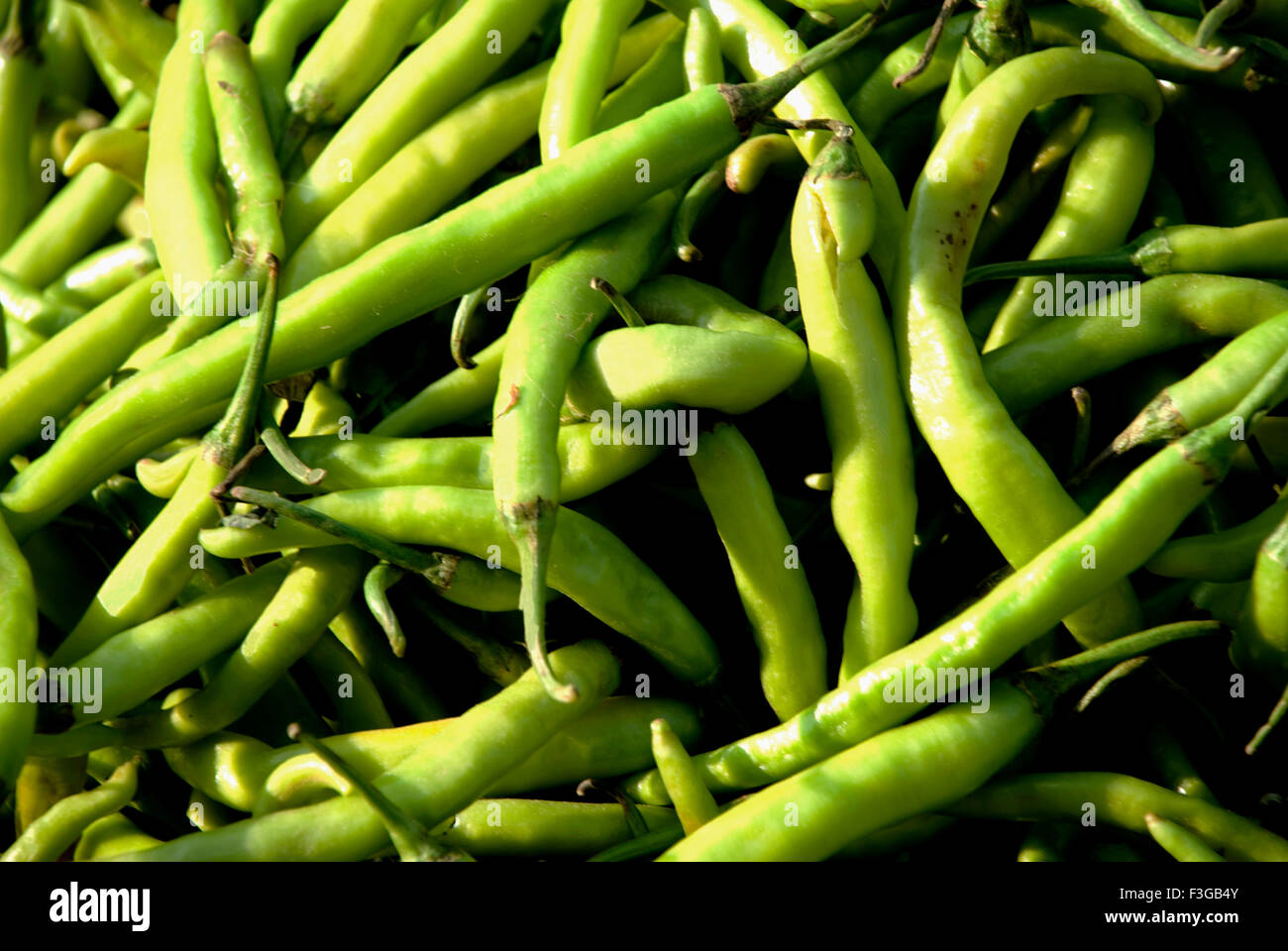 Green Chilli ; Udaipur ; Rajasthan ; India ; Asia Stock Photo - Alamy