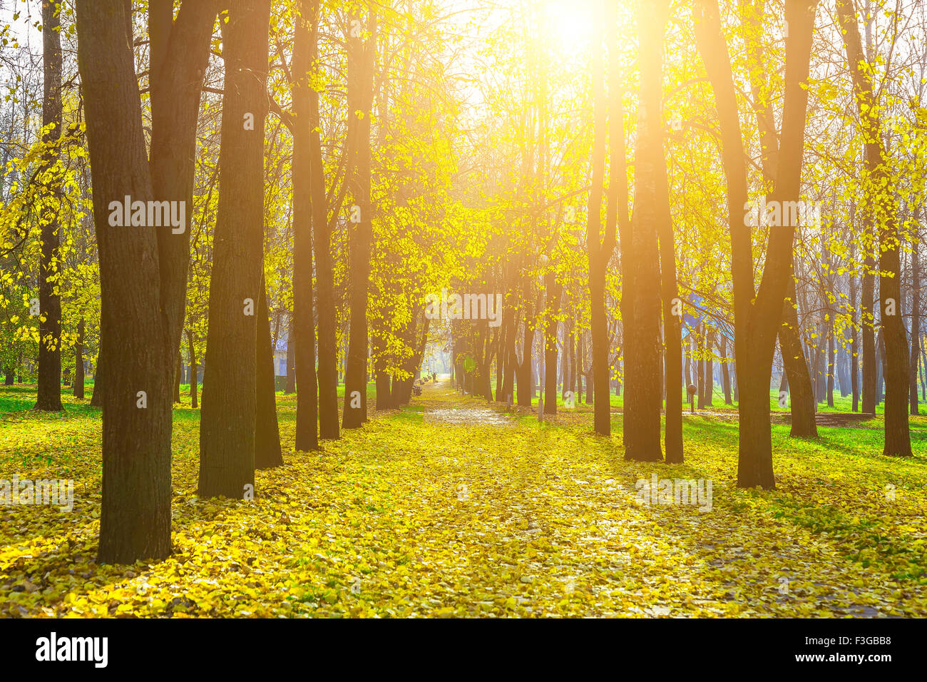 Autumn Alley of Trees with Yellow Leaves and Road with Fallen Yellow ...