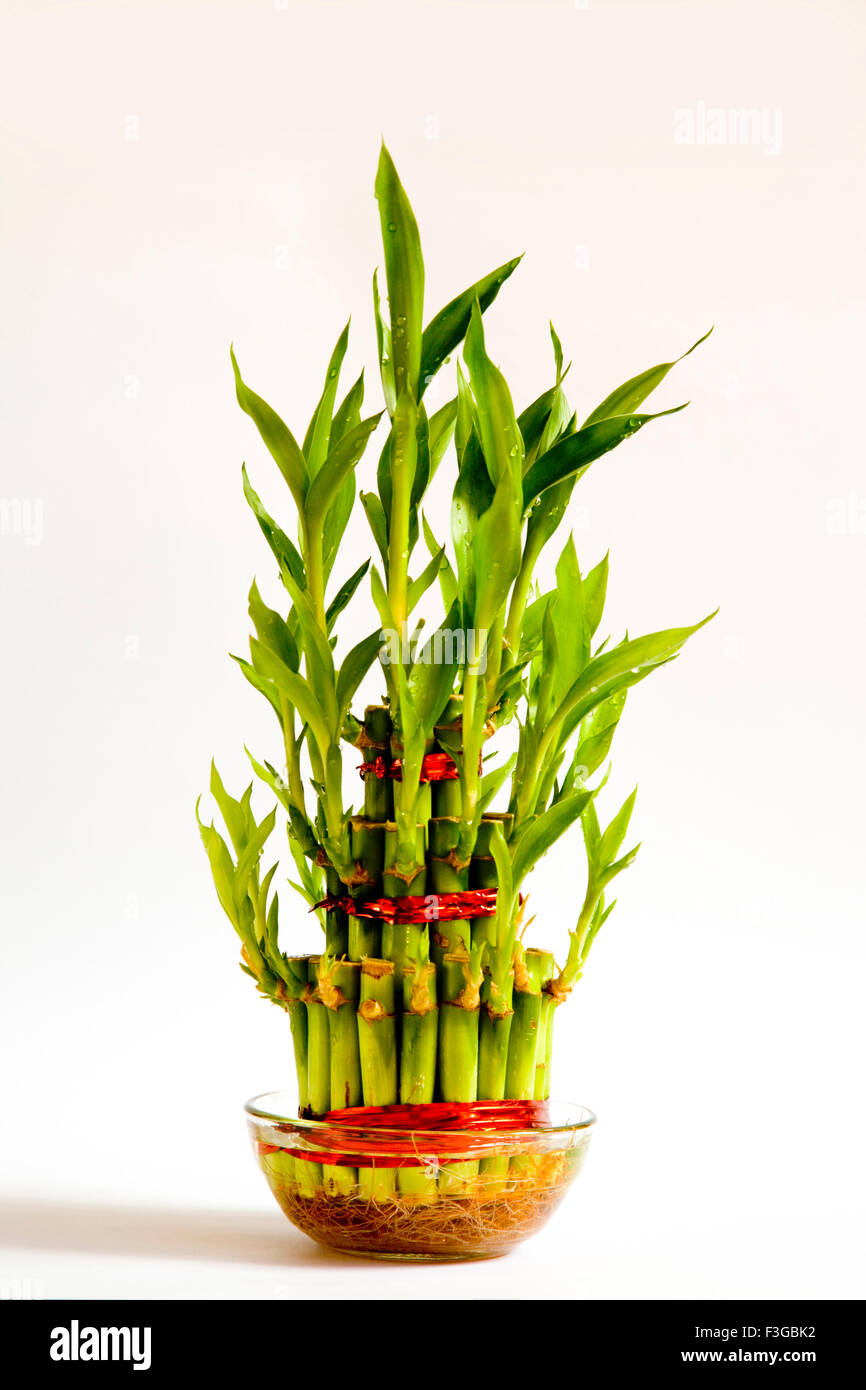 Lucky bamboo plant symbol of luck in health and wealth Fengshui