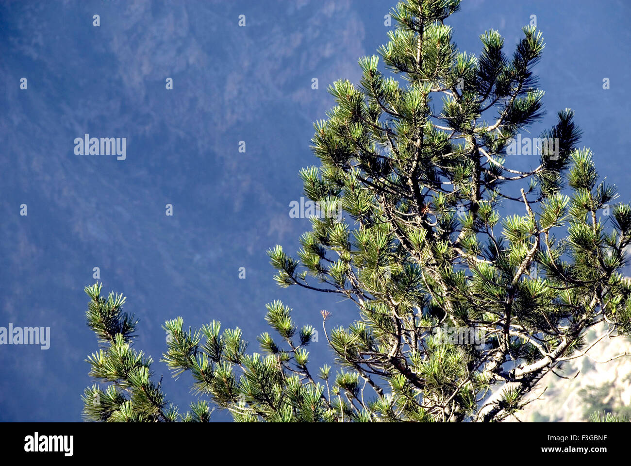 pine tree ; Kalpa ; Sutlej river valley ; Reckong Peo ; Kinnaur