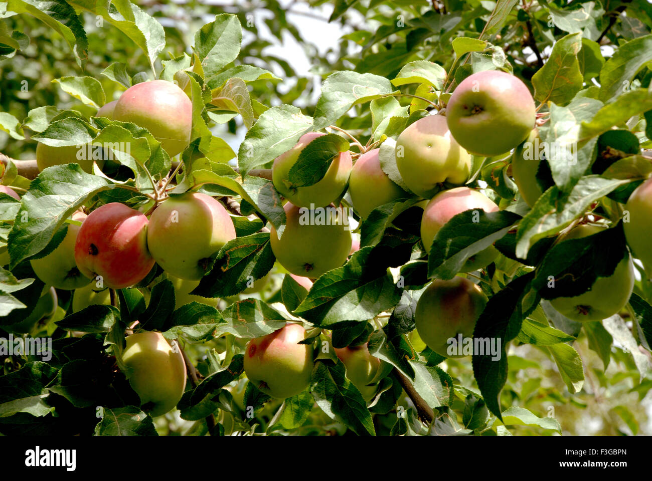 Kashmir apple hires stock photography and images Alamy