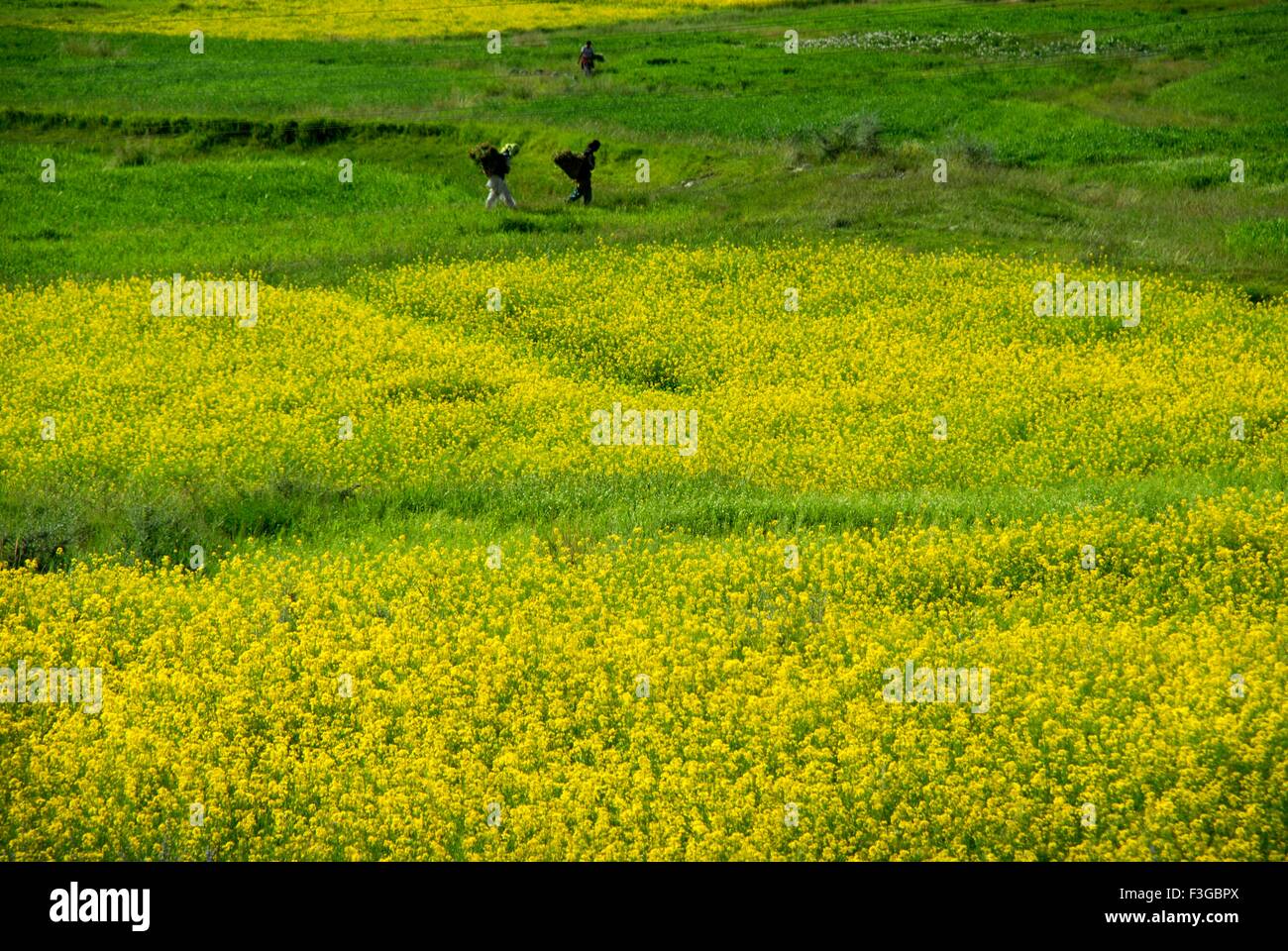 Mustard Fields at Diskit ; Ladakh ; Jammu & Kashmir ; India Stock Photo