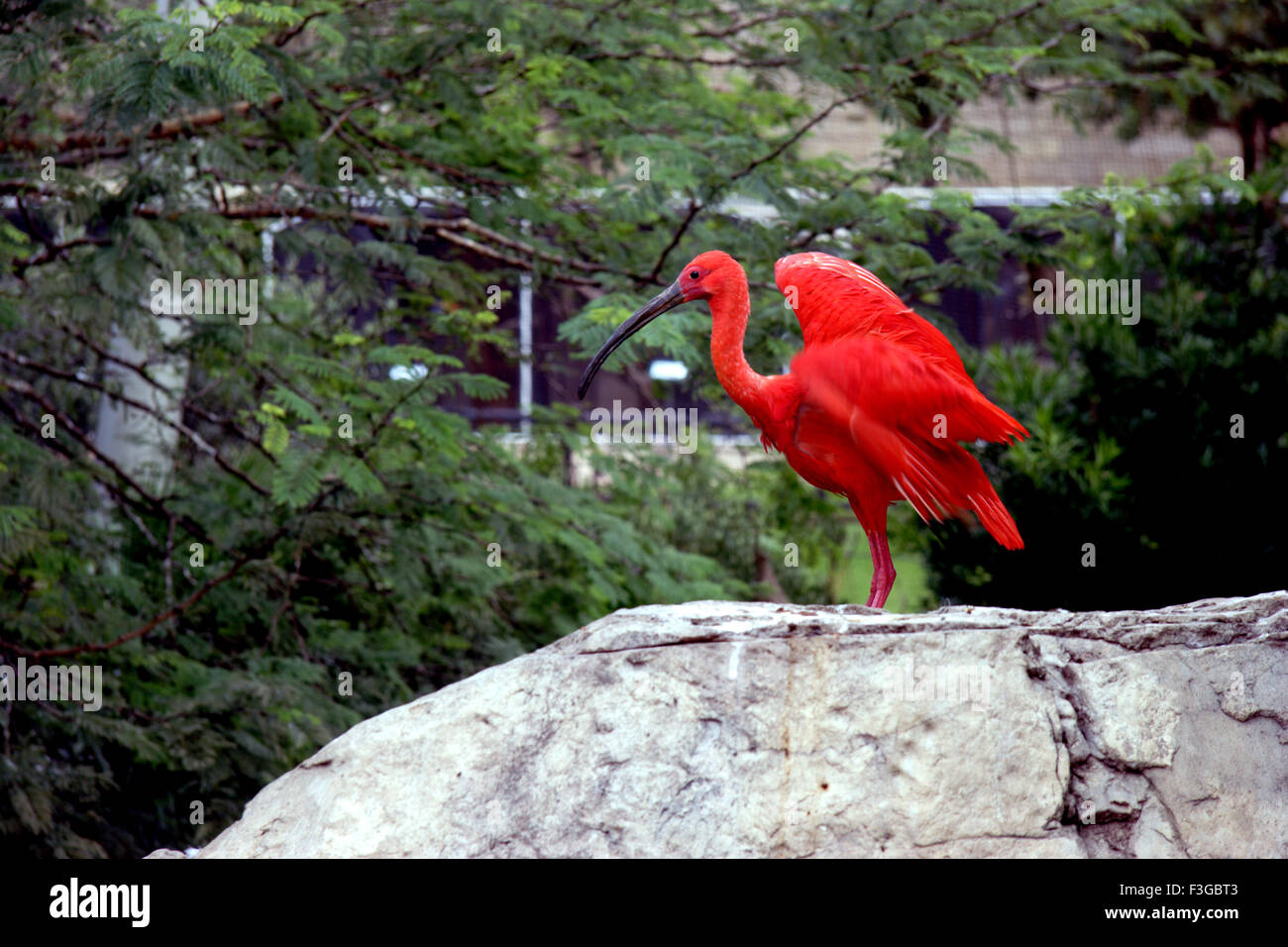 Beautiful Bird Called Scarlet Ibis (Eudocimus rubber) Seen in South Africa Stock Photo