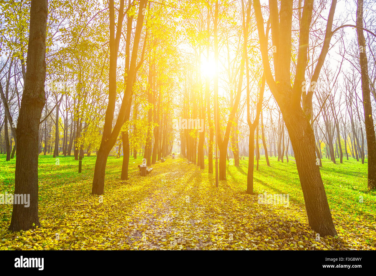 Autumn Landscape of Alley in Park with Wide Road Covered Fallen Leaves ...