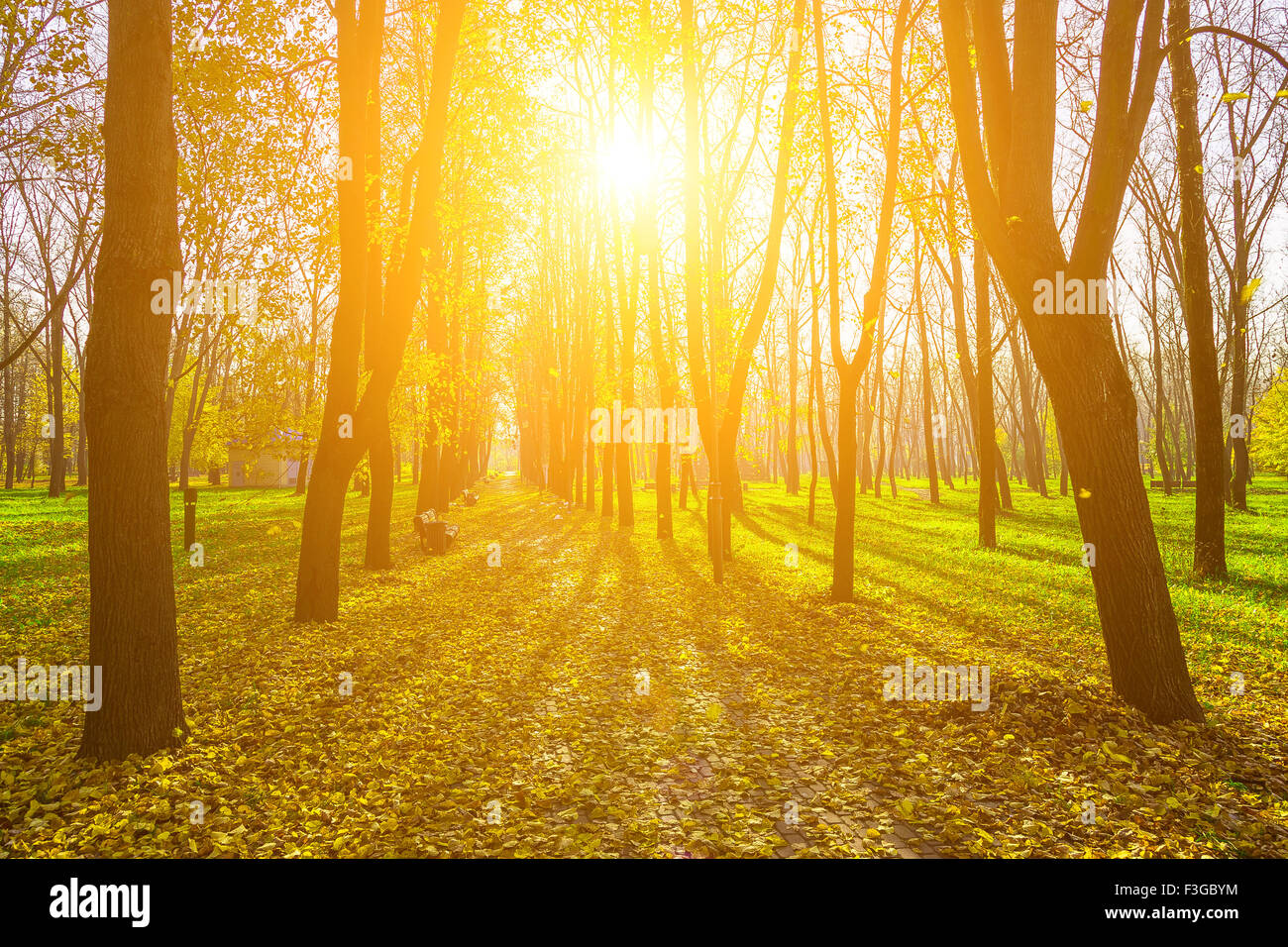 Autumn Scenery of Alley in Yellow and Dry  Leaves, Rays of the Sun Shining Through the Branches of Trees in Park Stock Photo