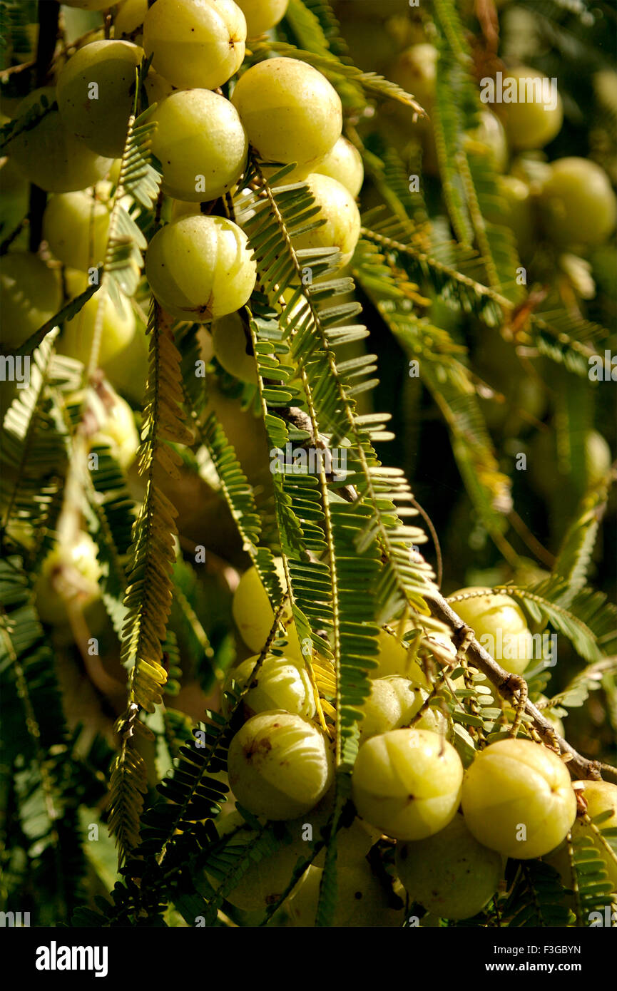 Amla Gooseberries Emblic Myrobalan Phyllanthus Emblica Ayurvedic