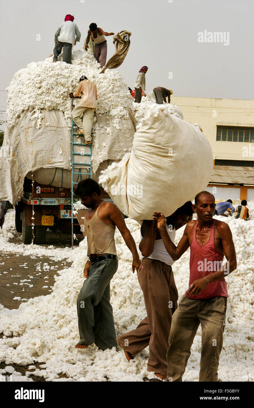 Male labourers loading raw cotton on truck marketing yard ; Rajkot