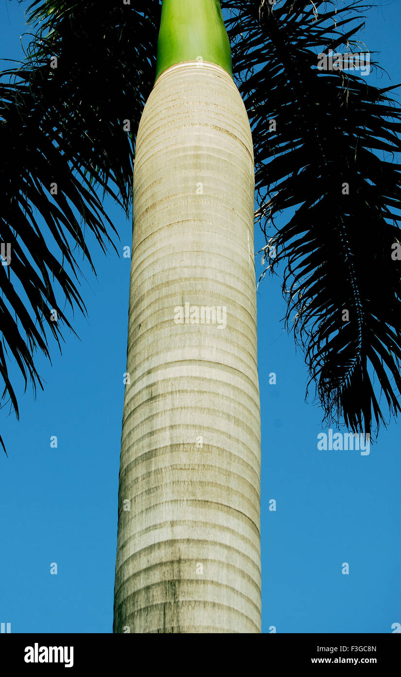 Surface of royal palm tree trunk Latin name Cilicica pine tree Stock Photo