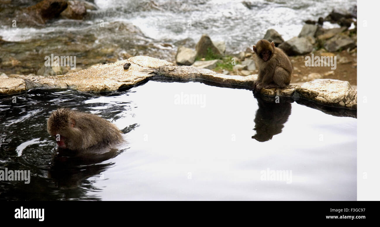 One monkey sitting and other bathing in hot water springs for heat ; Wat in Koito ; Japan Stock Photo